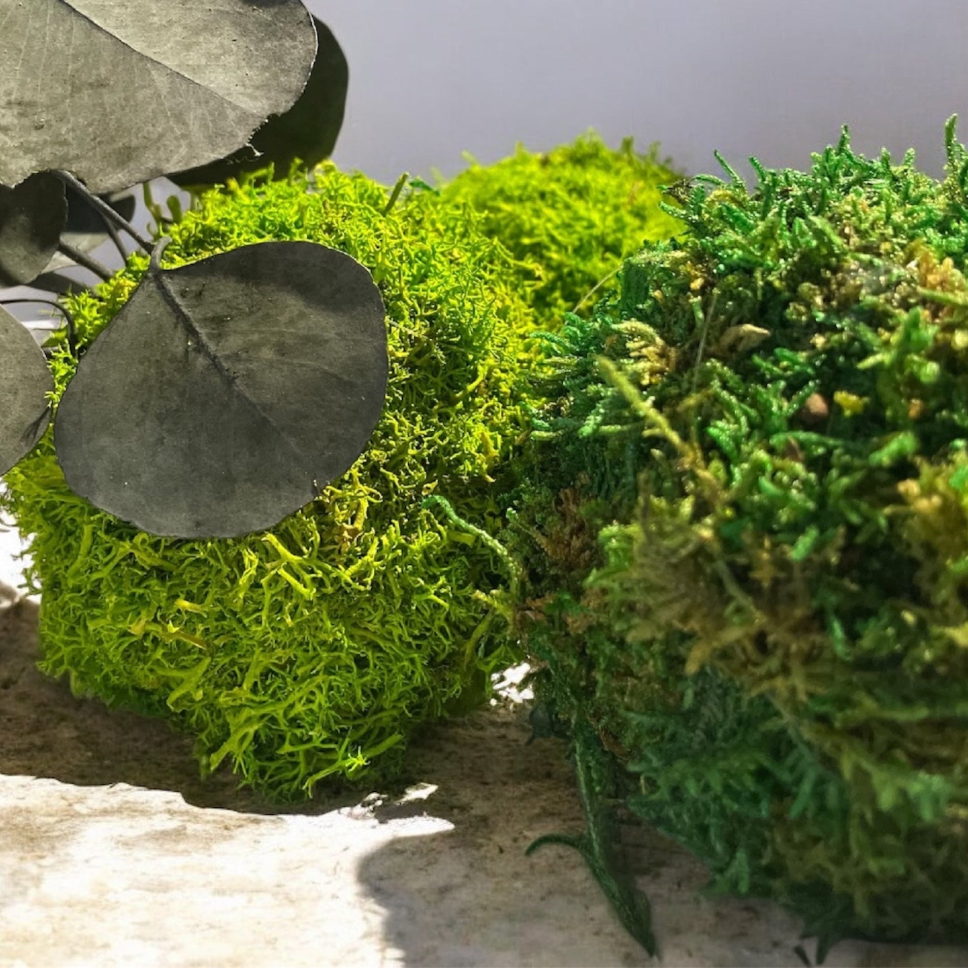 Kookedama muschio verde mela con Amaranthus caudatum stabilizzato