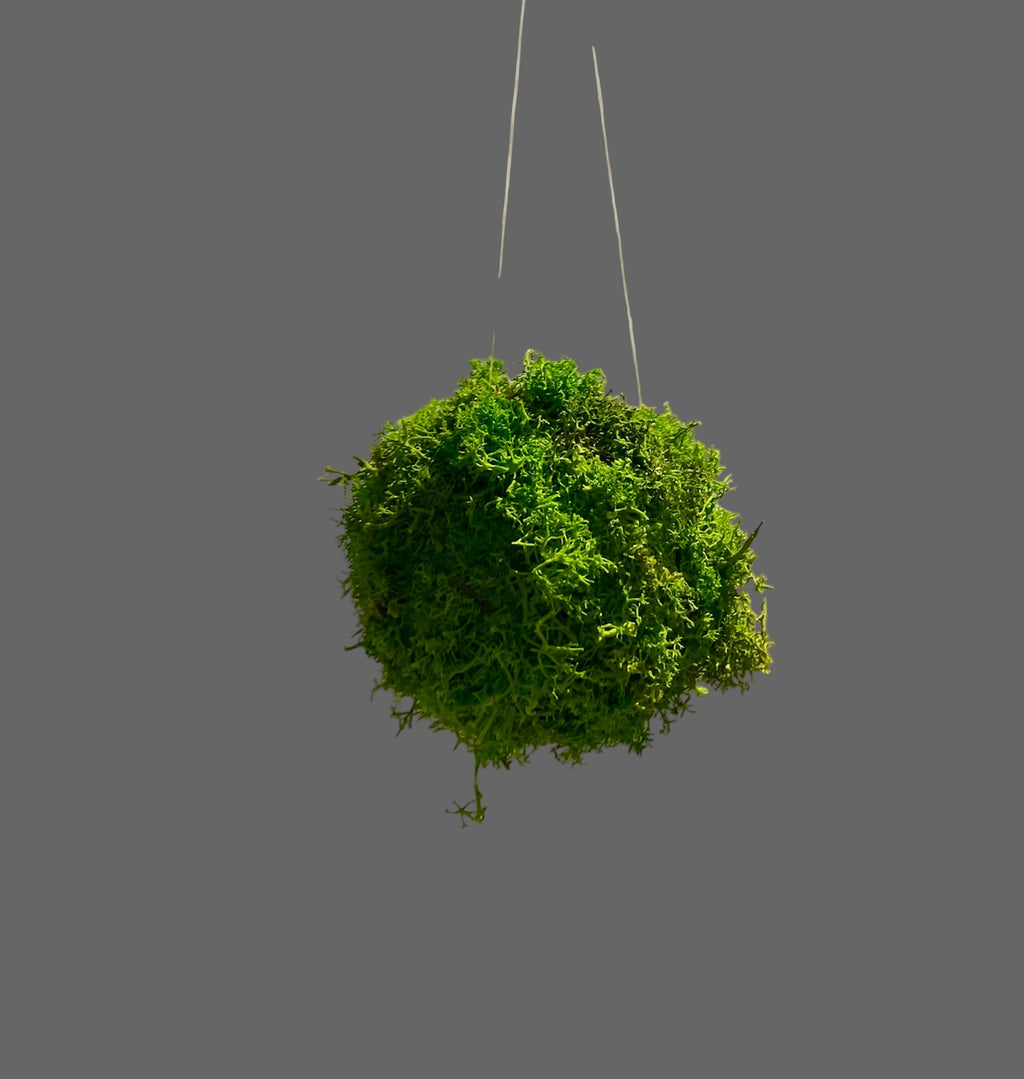 Kookedama muschio verde mela