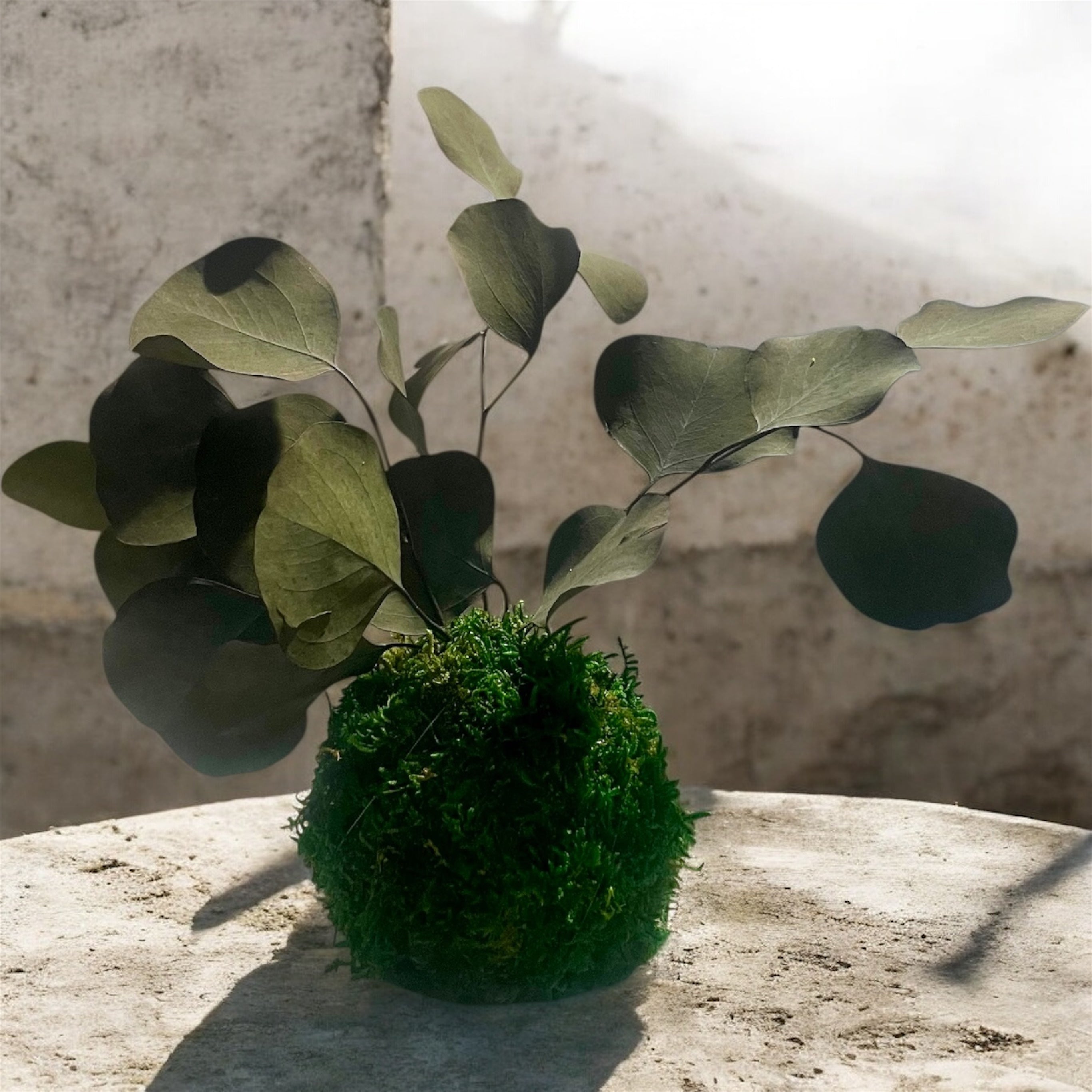 Kookedama muschio verde scuro con Eucalyptus cinerea stabilizzato