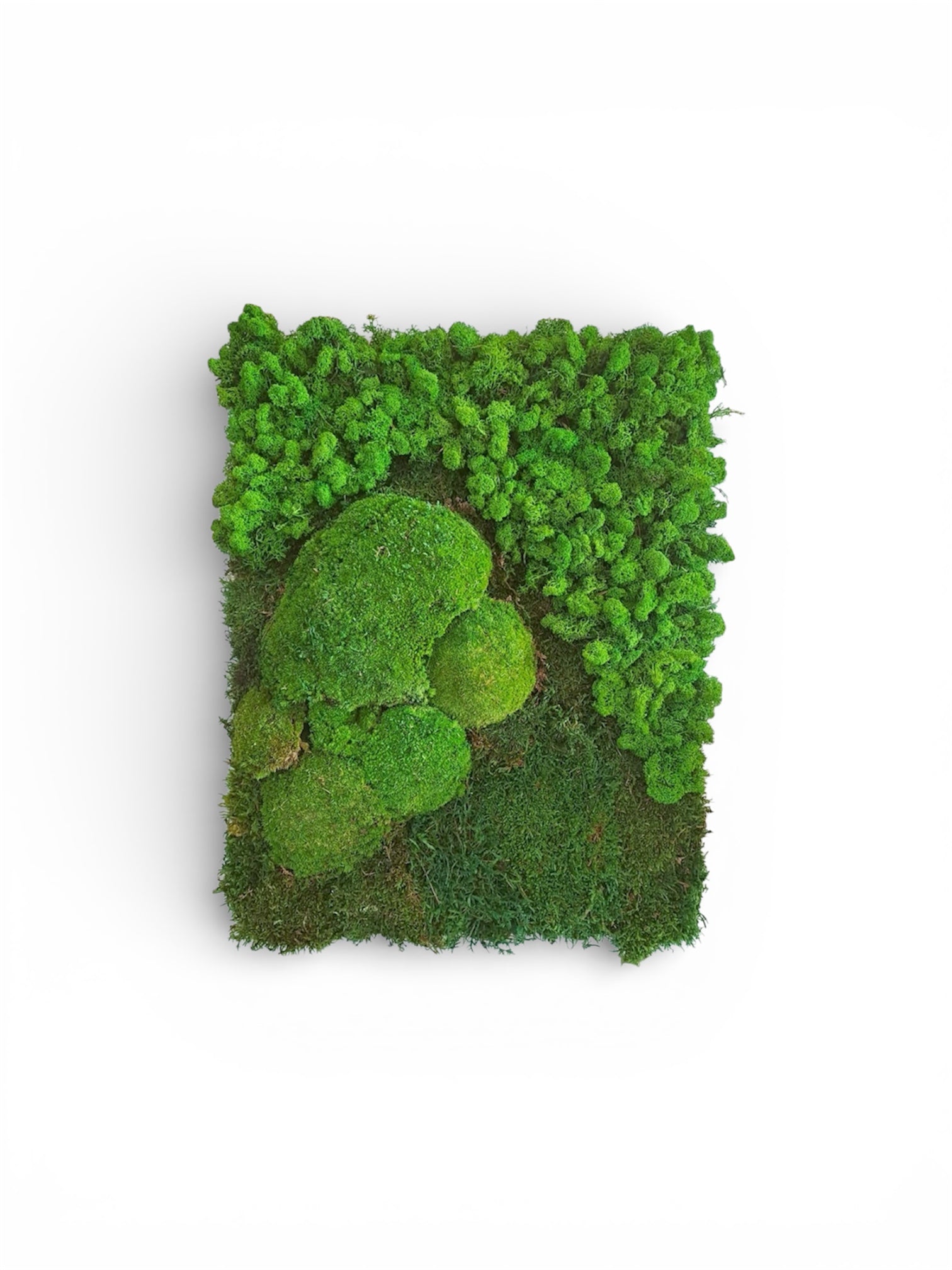 Quadro di verde e piante stabilizzate