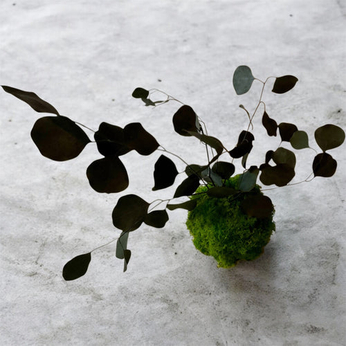 Kokedama muschio verde mela con Eucalyptus cinerea stabilizzato