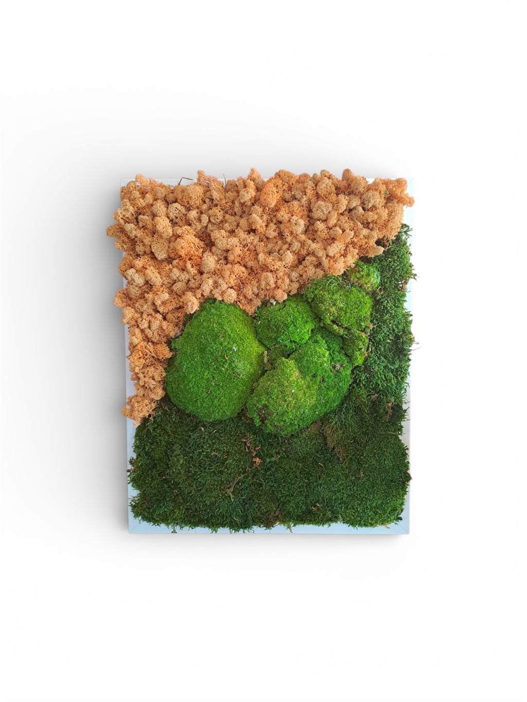 Quadro di verde e piante stabilizzate