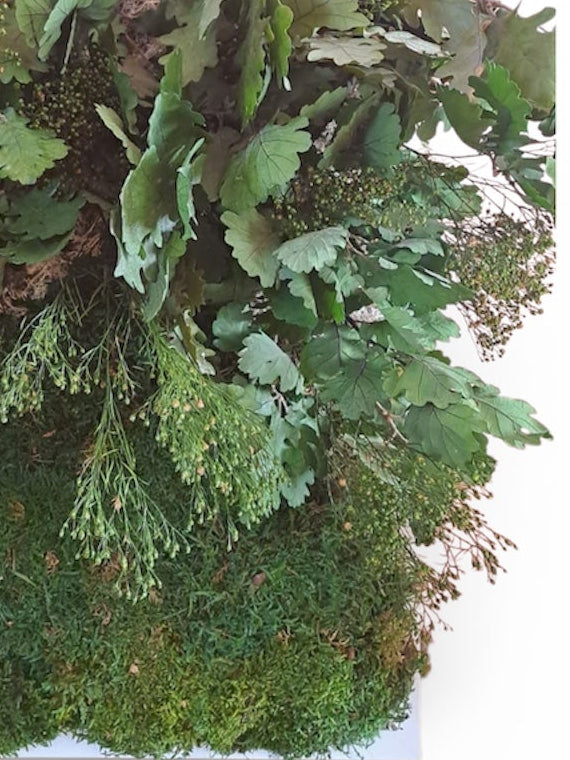 Quadro di verde e piante stabilizzate