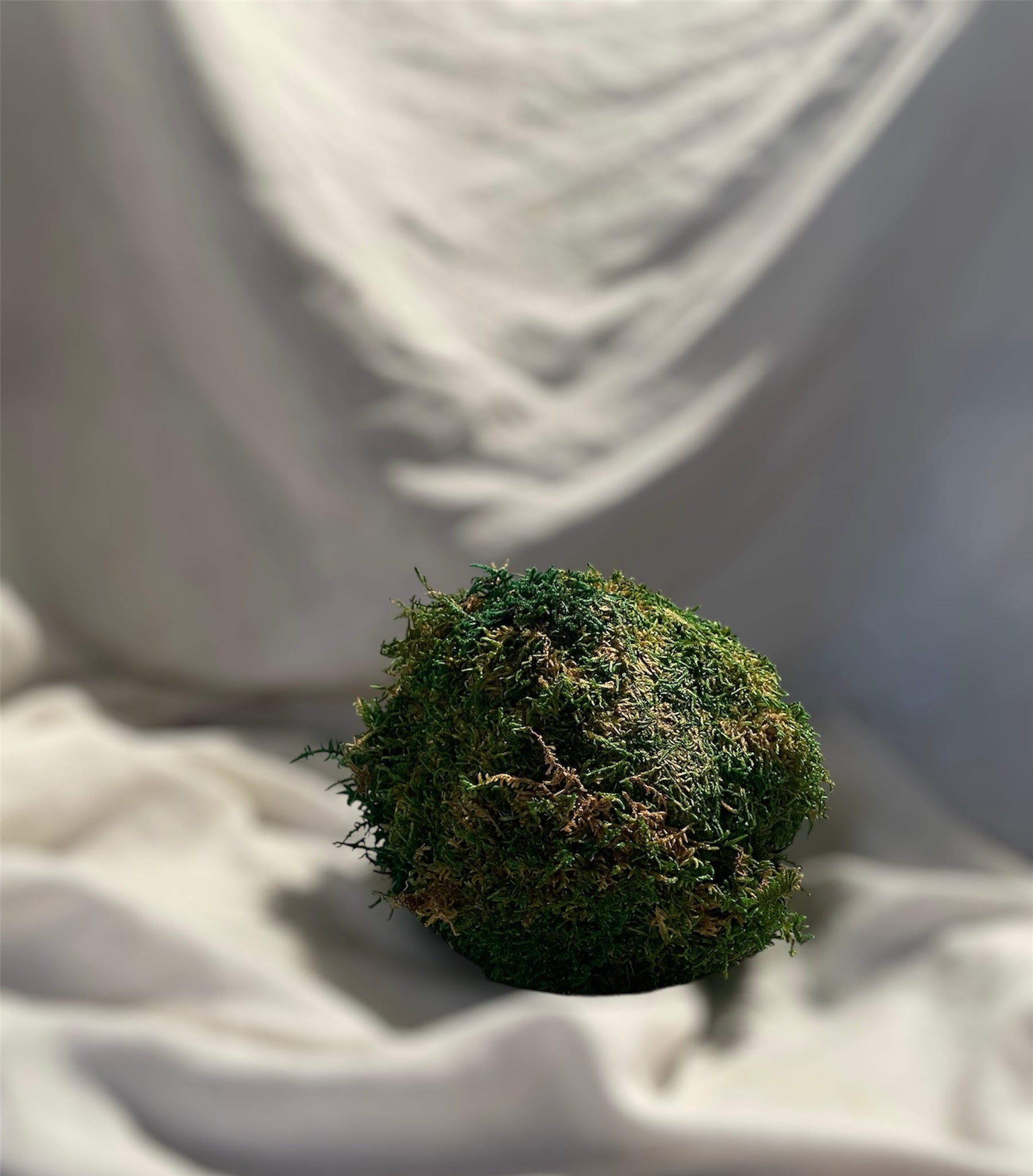 Kookedama muschio verde scuro