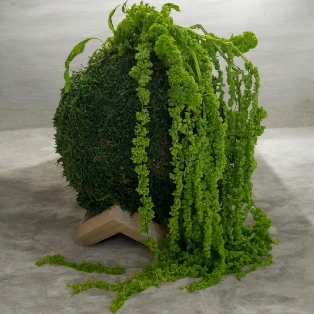 Kookedama muschio verde scuro con Amaranthus caudatum stabilizzato