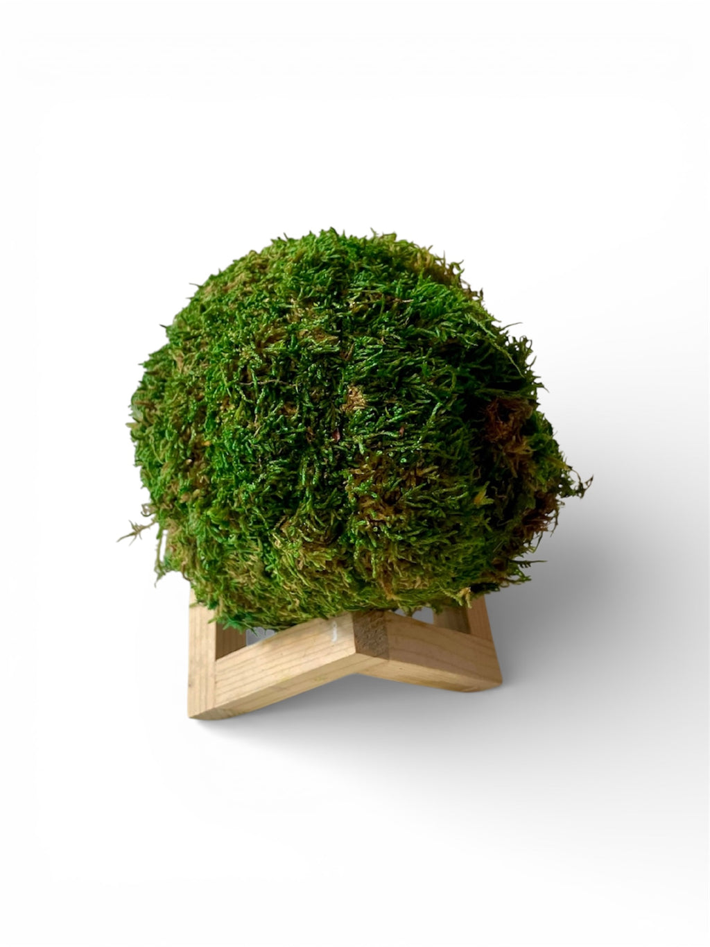 Kookedama muschio verde scuro