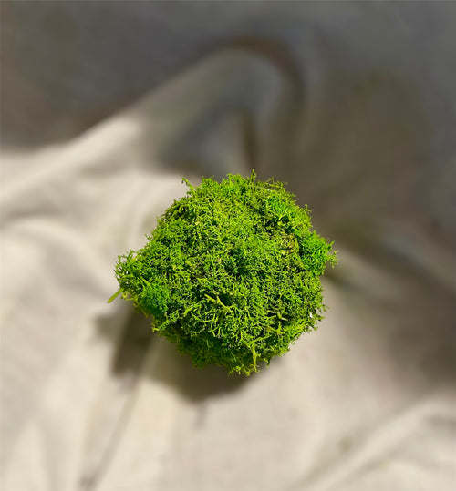 Kokedama muschio verde mela