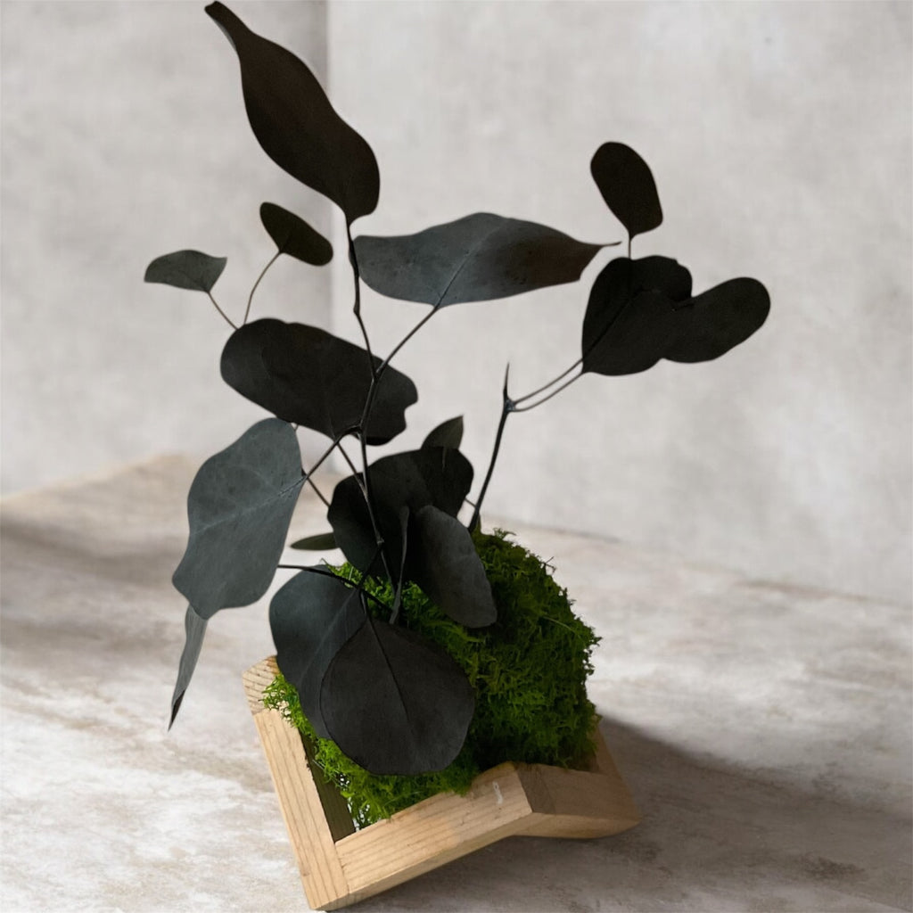 Kookedama muschio verde mela con Amaranthus caudatum stabilizzato