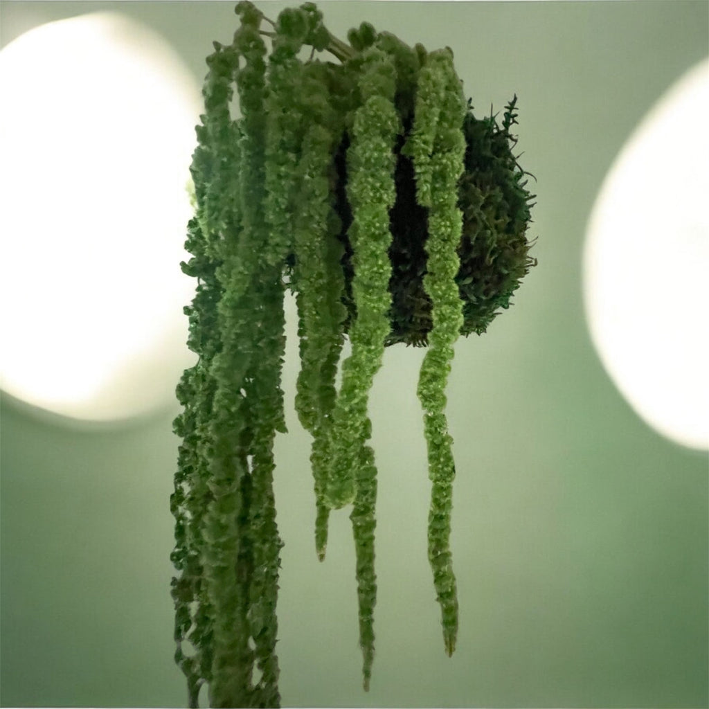 Kookedama muschio verde scuro con Amaranthus caudatum stabilizzato