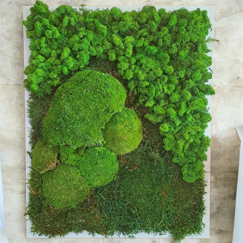 Quadro di verde e piante stabilizzate