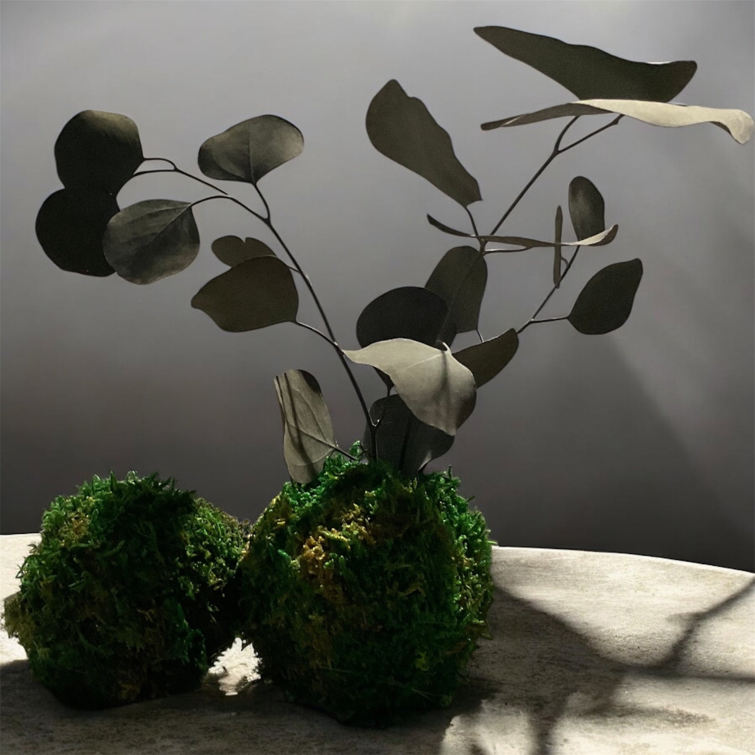 Kookedama muschio verde scuro con Eucalyptus cinerea stabilizzato