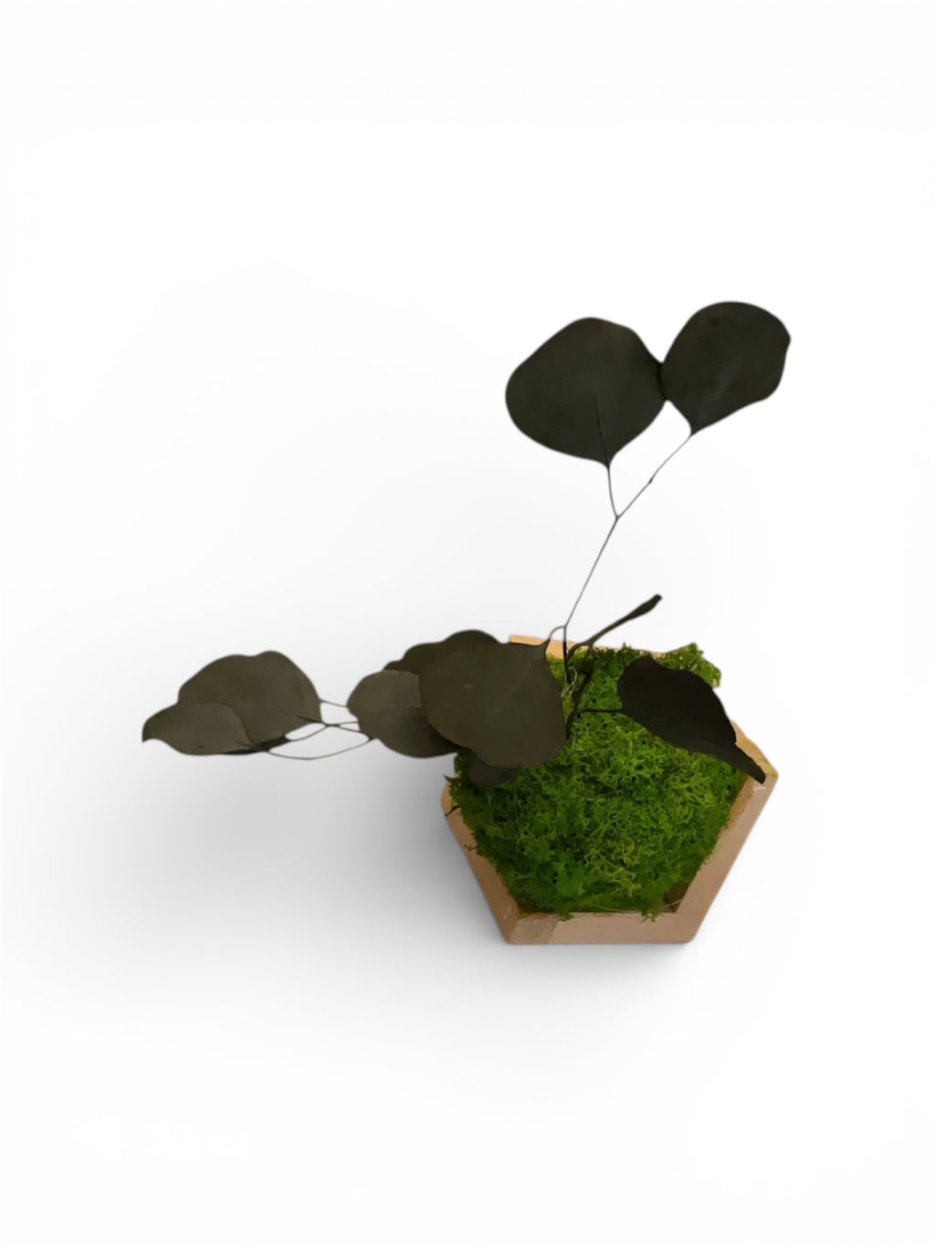 Kookedama muschio verde mela con Amaranthus caudatum stabilizzato