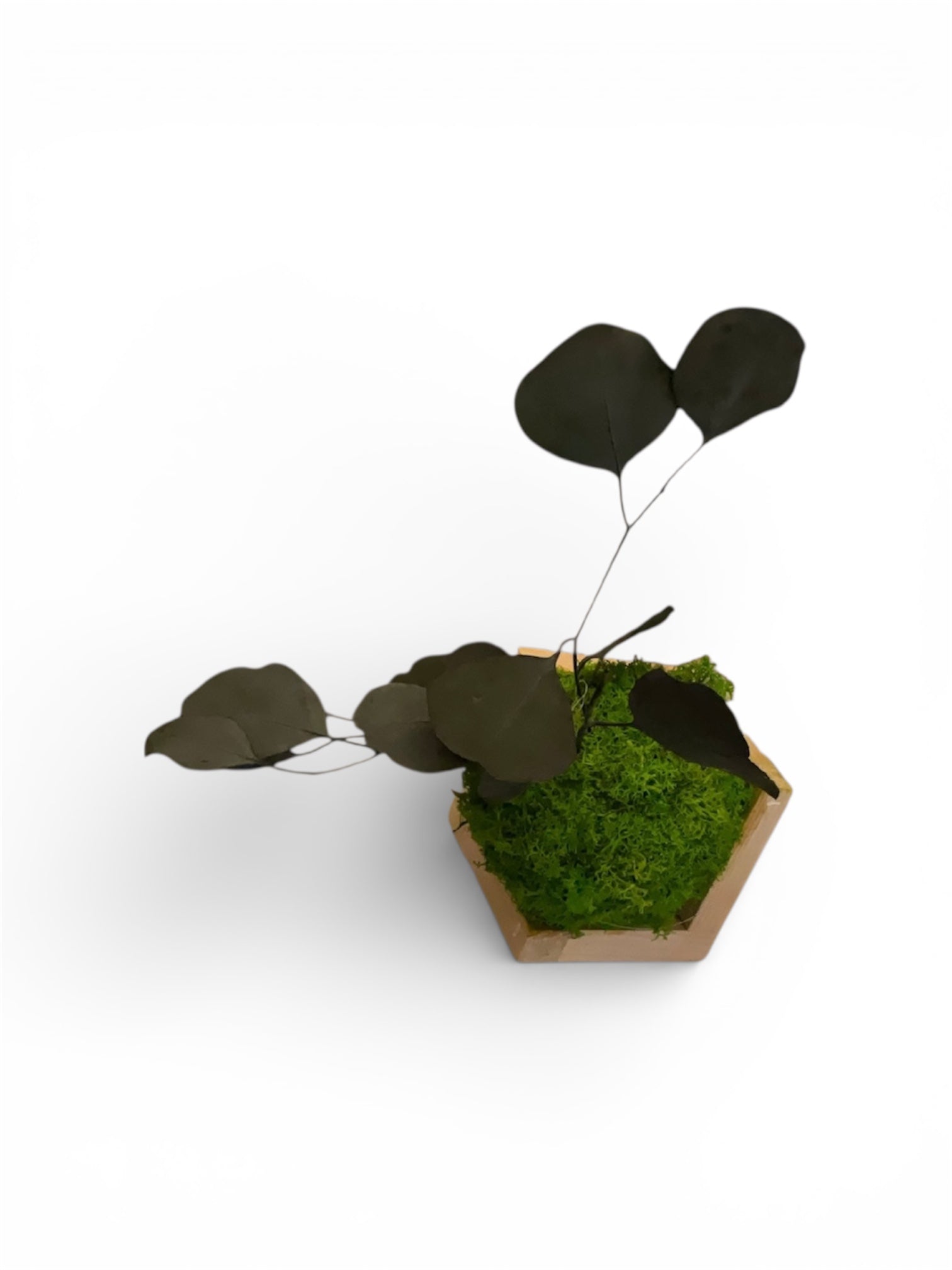 Kookedama muschio verde mela con Amaranthus caudatum stabilizzato