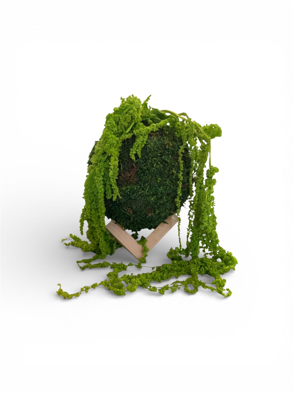 Kookedama muschio verde scuro con Amaranthus caudatum stabilizzato