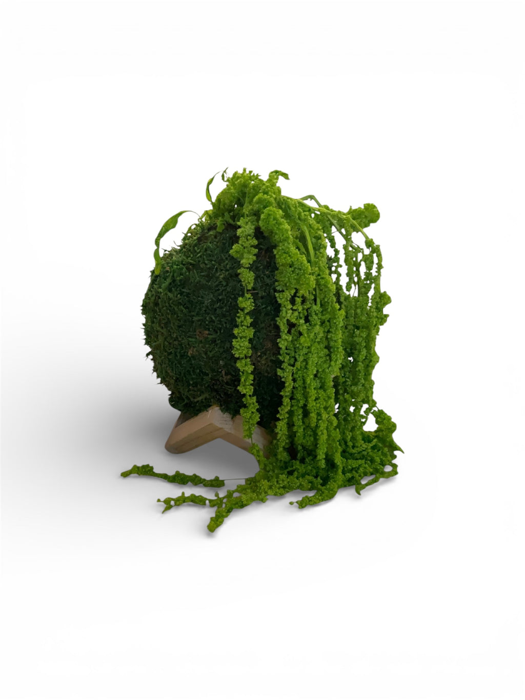 Kookedama muschio verde scuro con Amaranthus caudatum stabilizzato