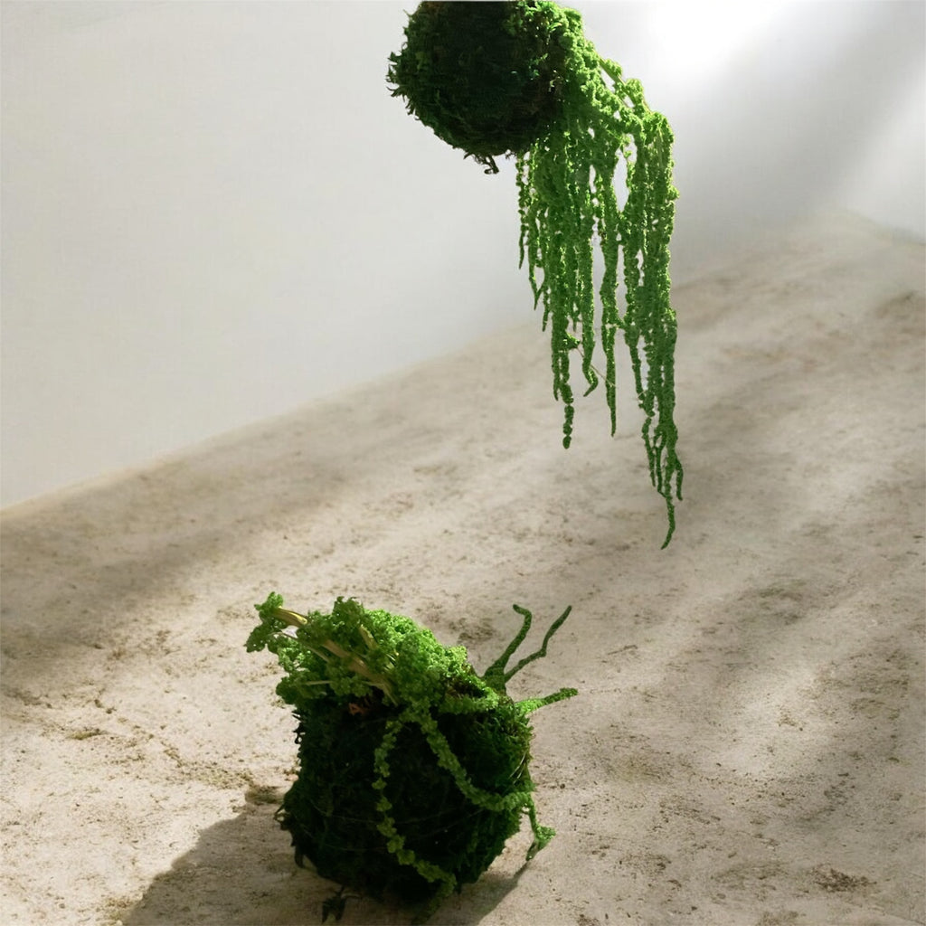 Kookedama muschio verde scuro con Amaranthus caudatum stabilizzato