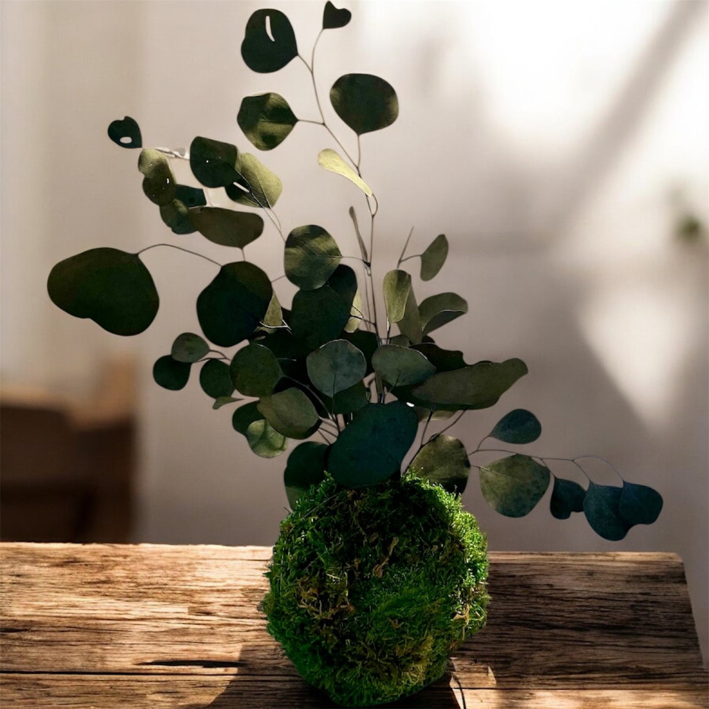 Kookedama muschio verde scuro con Eucalyptus cinerea stabilizzato