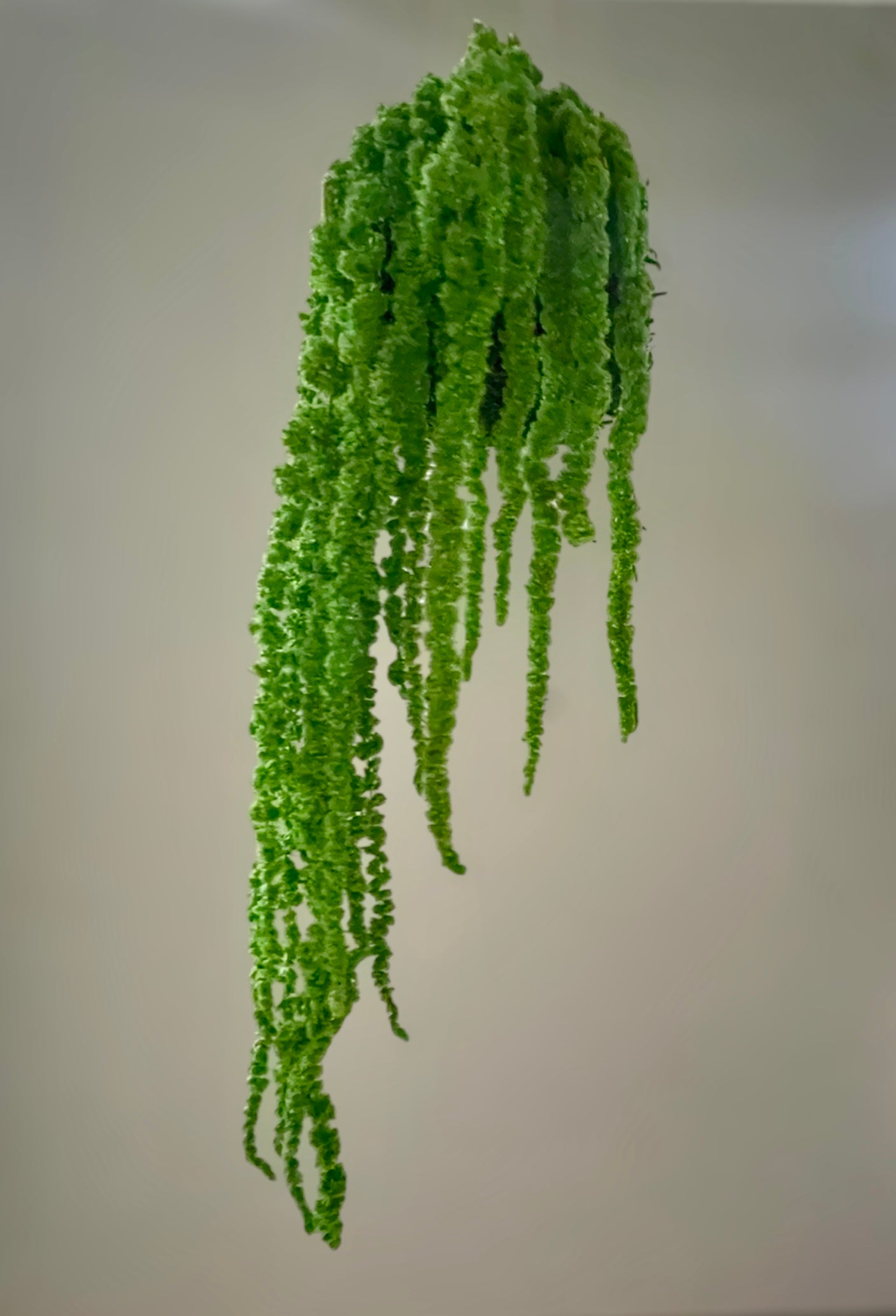 Kookedama muschio verde scuro con Amaranthus caudatum stabilizzato