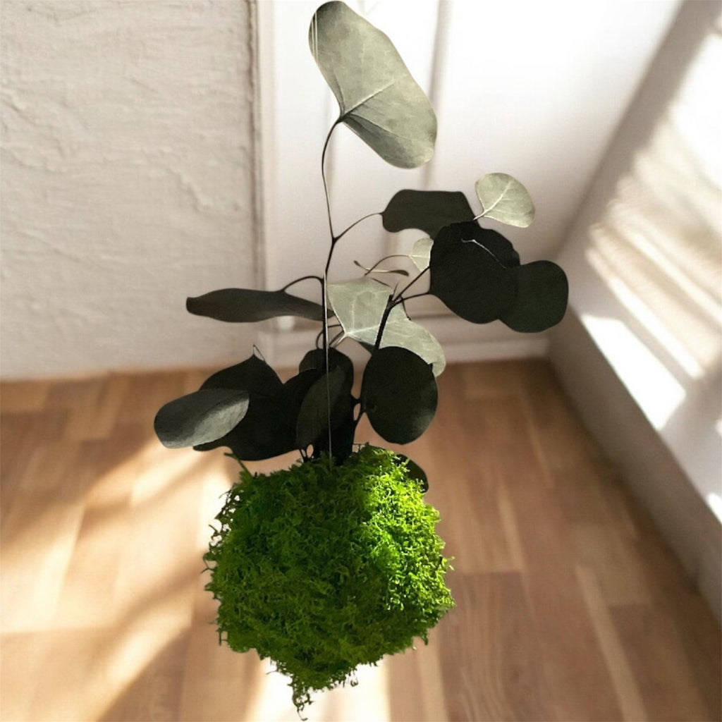 Kookedama muschio verde mela con Amaranthus caudatum stabilizzato