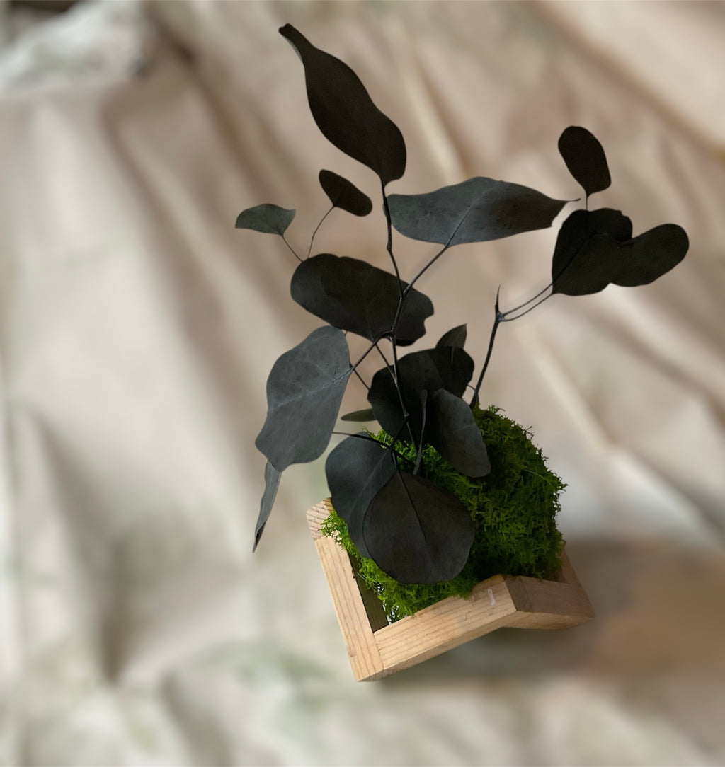 Kookedama muschio verde scuro con Eucalyptus cinerea stabilizzato