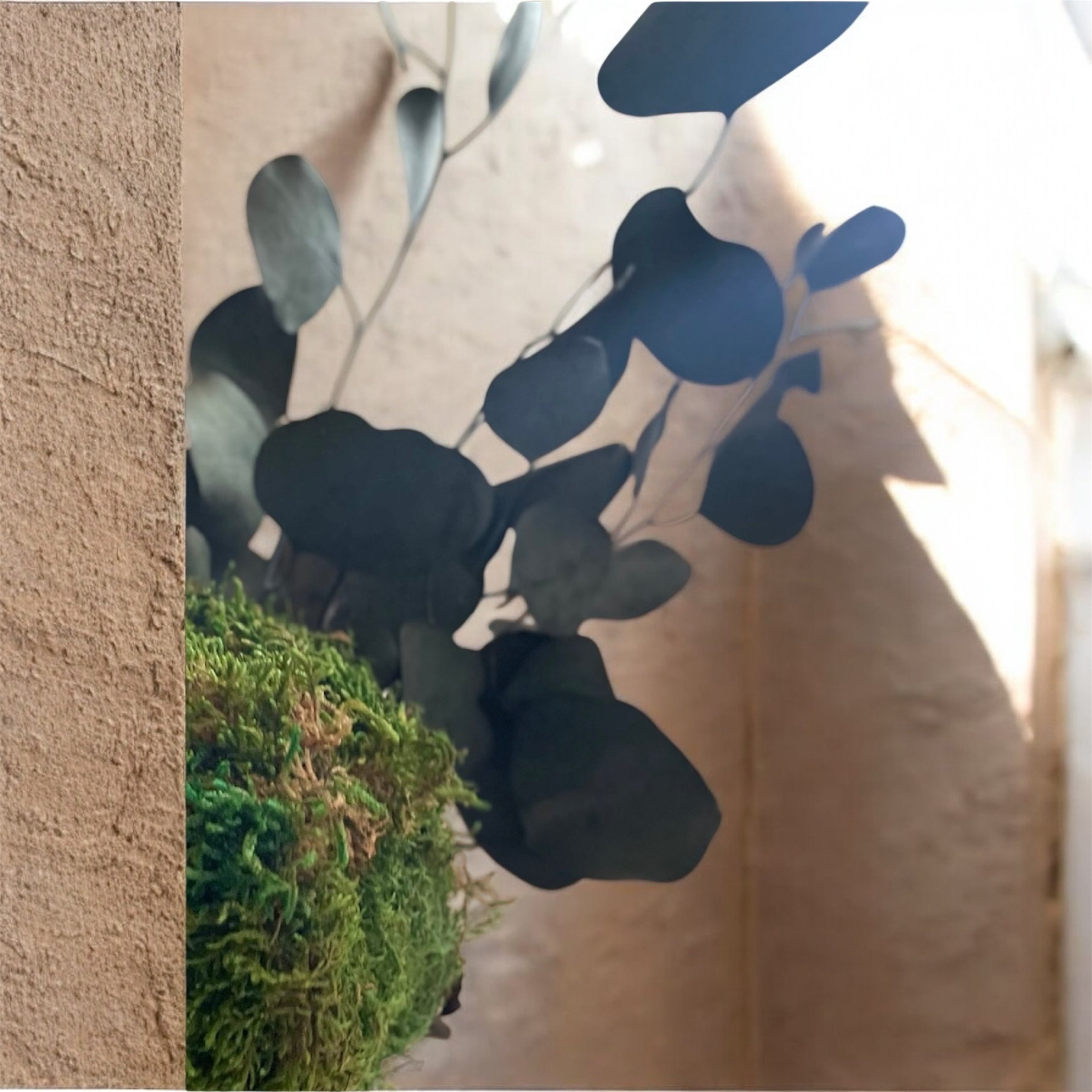 Kookedama muschio verde scuro con Eucalyptus cinerea stabilizzato