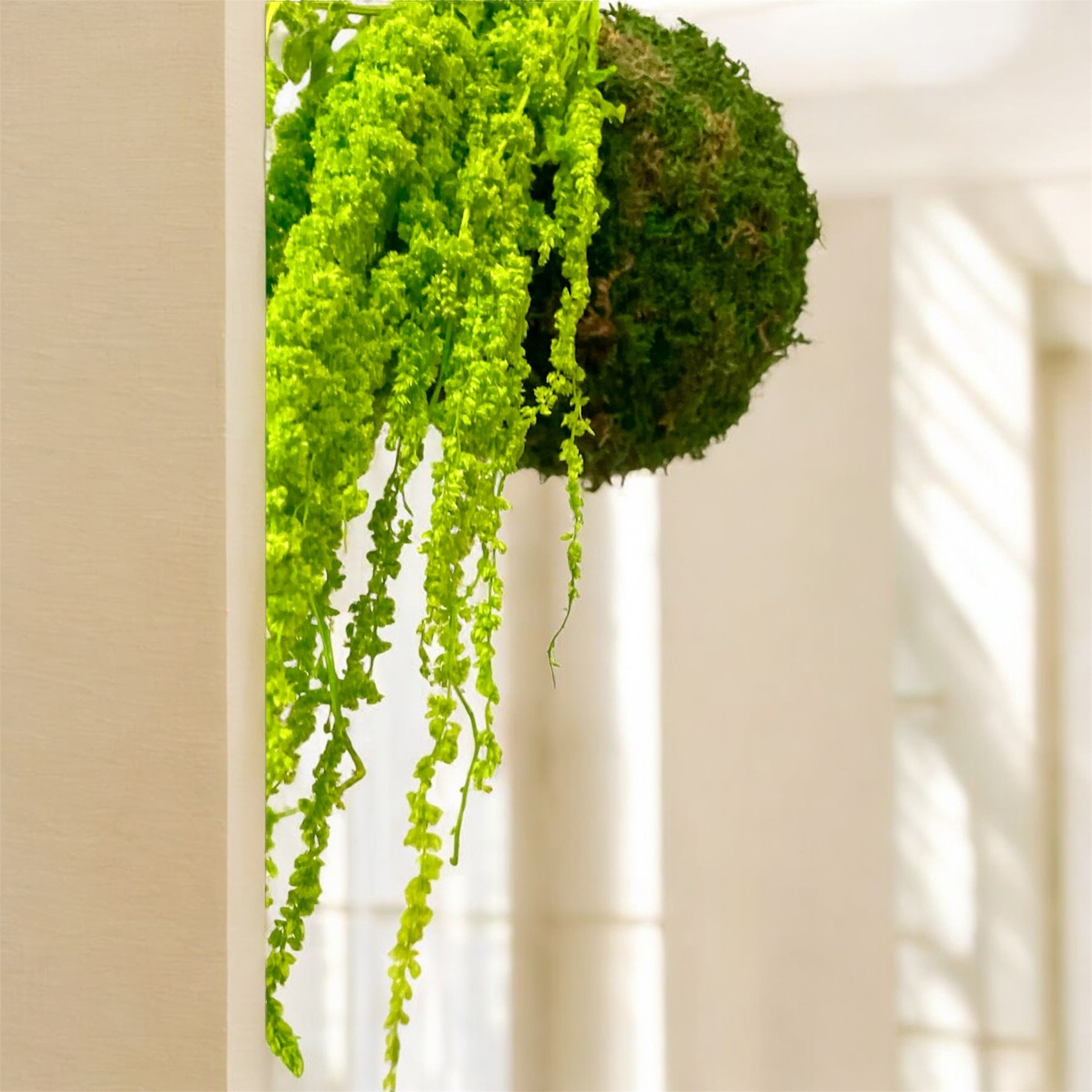 Kookedama muschio verde scuro con Amaranthus caudatum stabilizzato