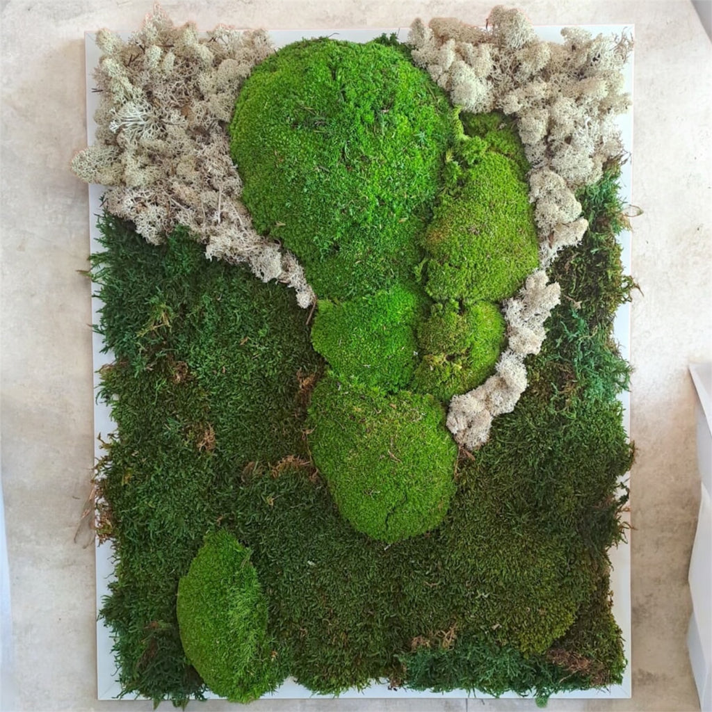 Quadro di verde e piante stabilizzate