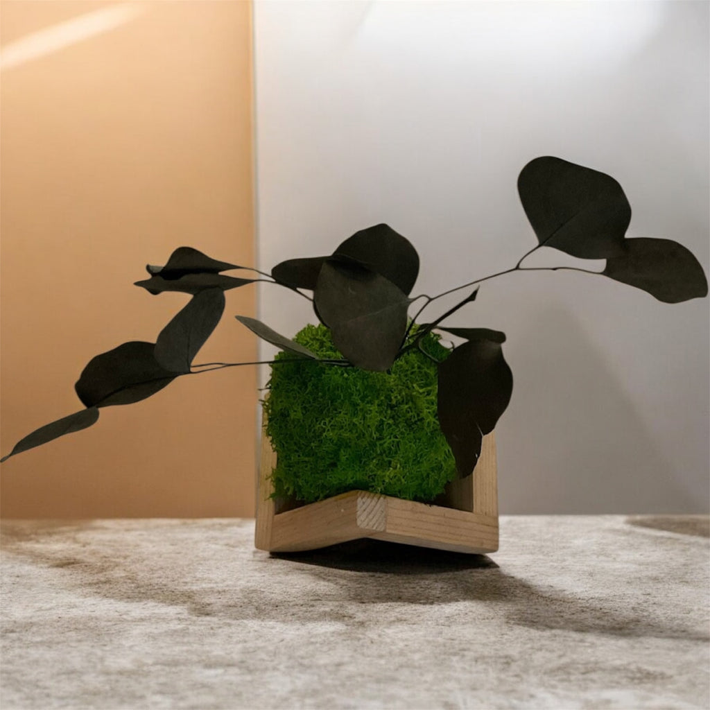 Kookedama muschio verde scuro con Eucalyptus cinerea stabilizzato