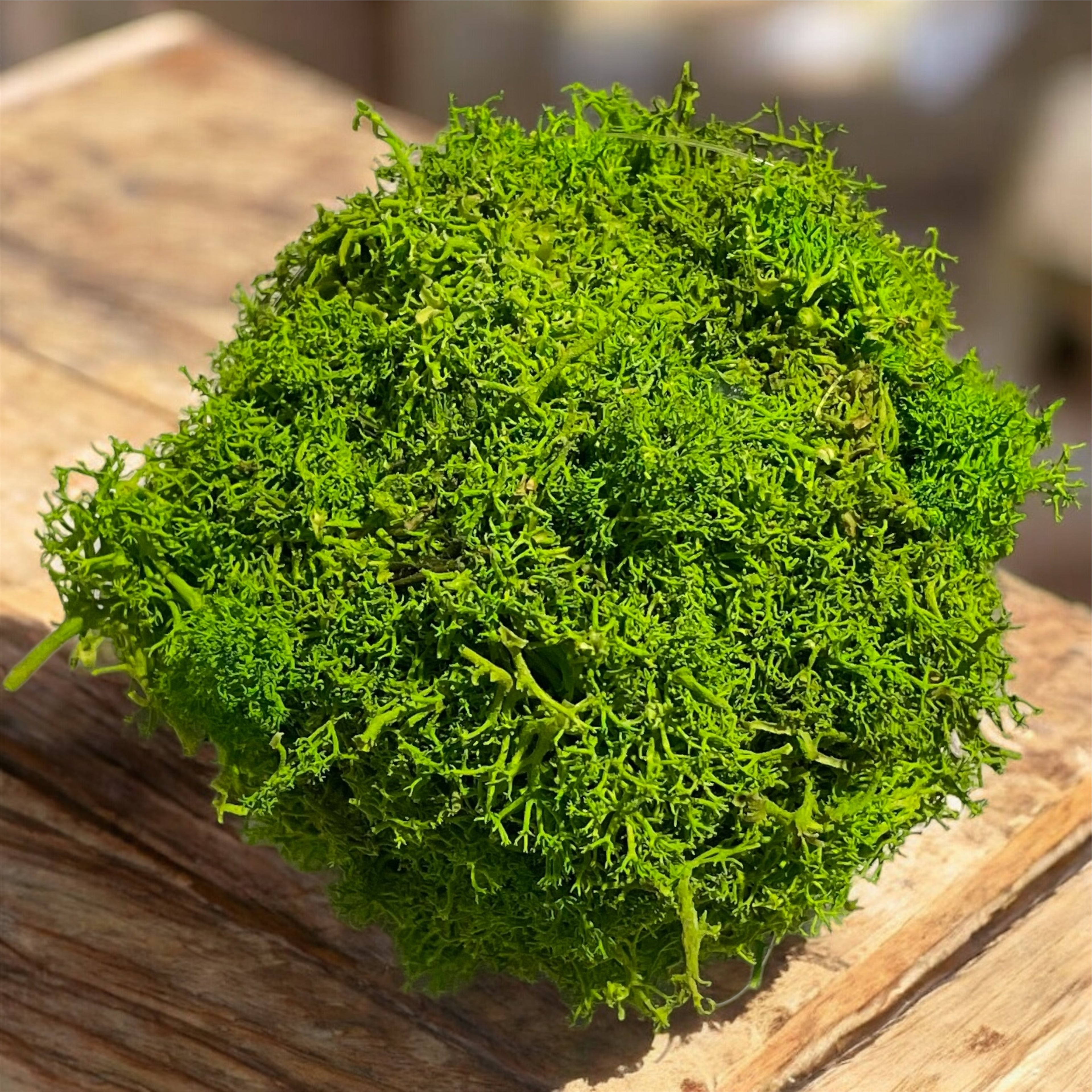 Kookedama muschio verde mela