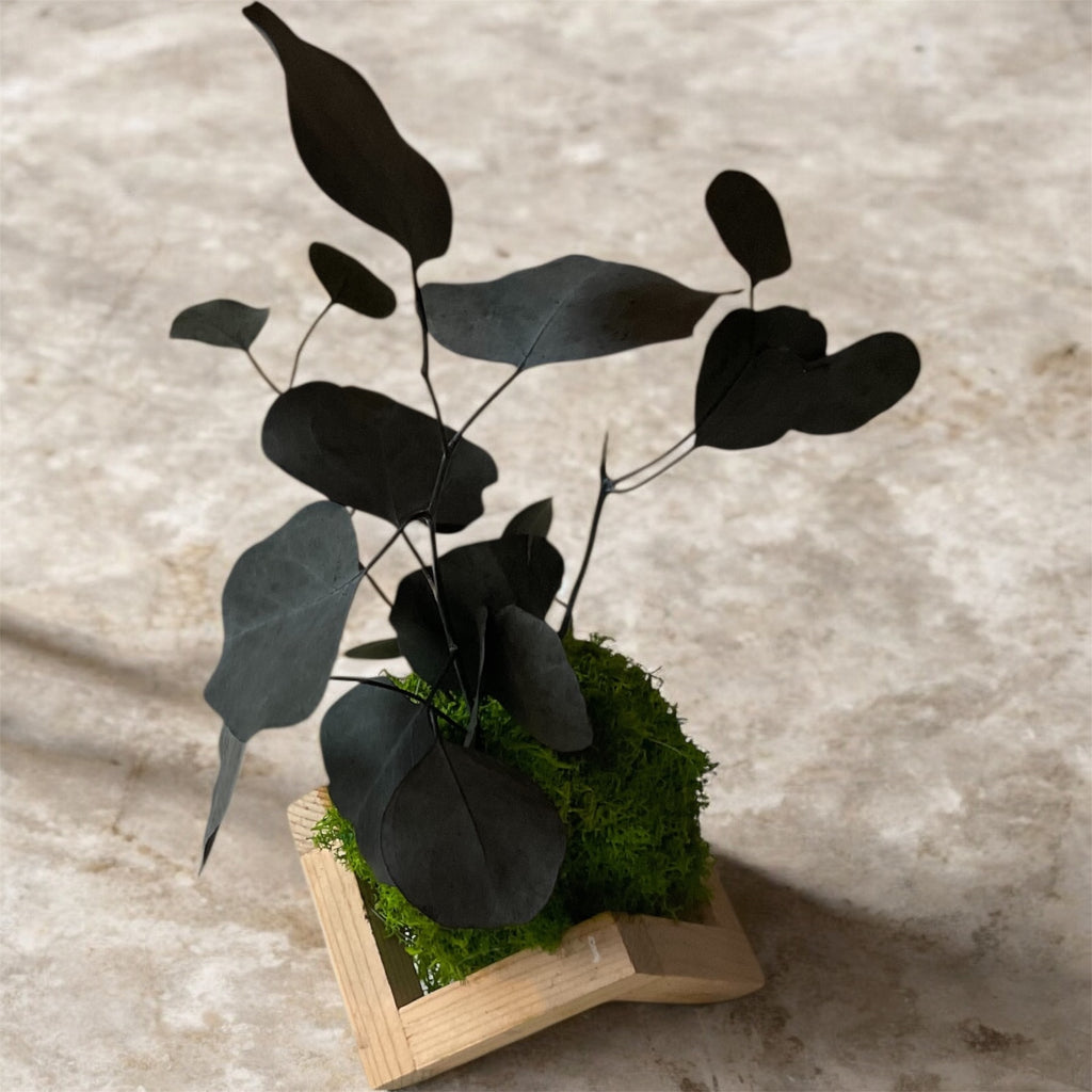 Kookedama muschio verde scuro con Eucalyptus cinerea stabilizzato