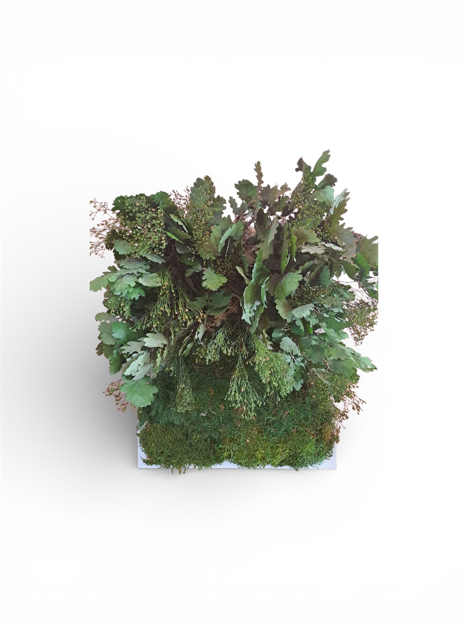 Quadro di verde e piante stabilizzate