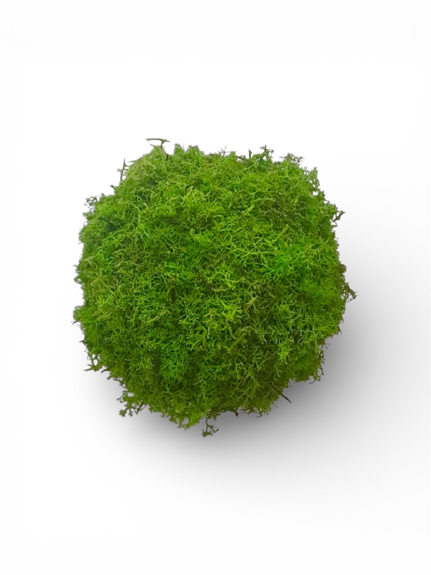 Kookedama muschio verde mela