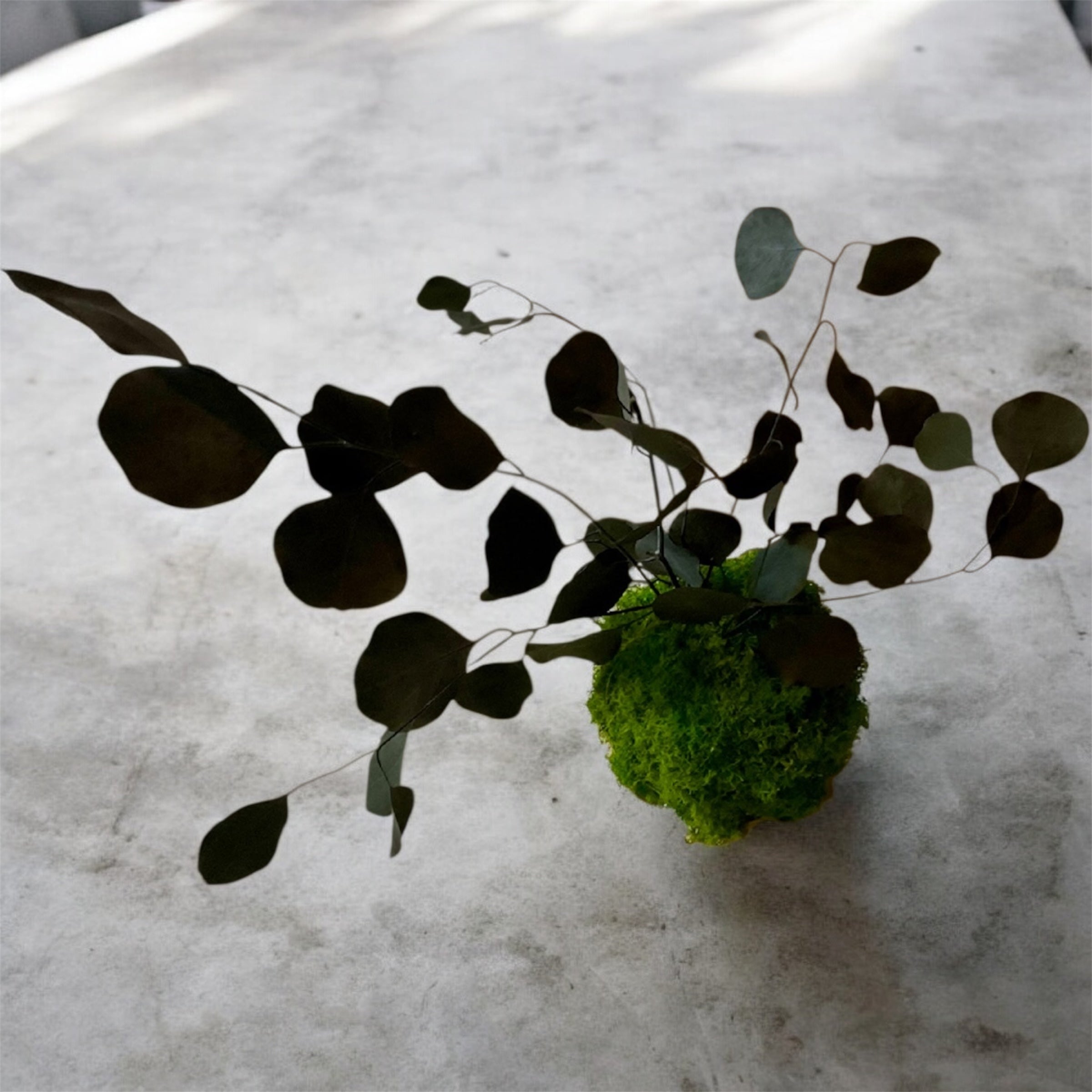 Kookedama muschio verde scuro con Eucalyptus cinerea stabilizzato