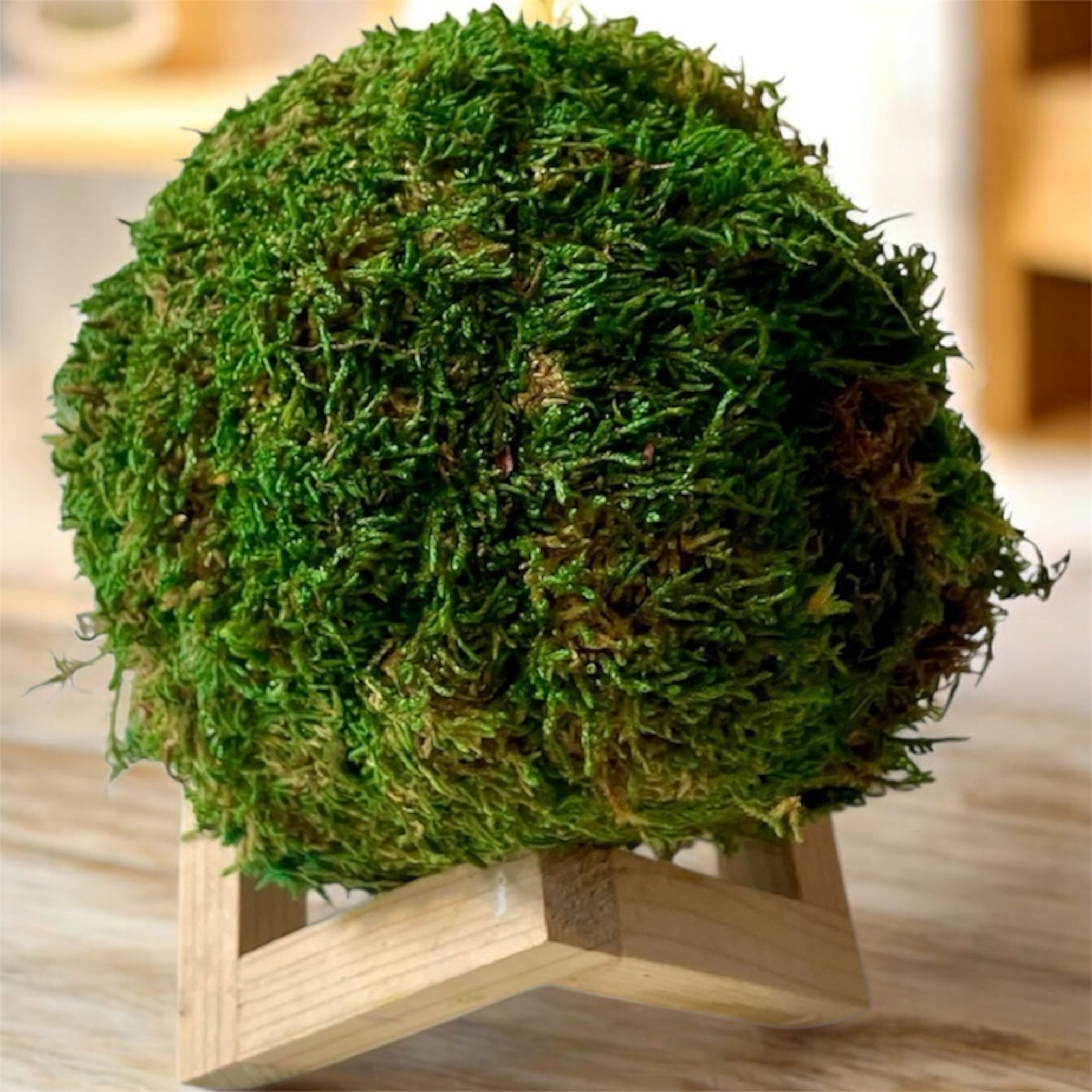 Kookedama muschio verde scuro