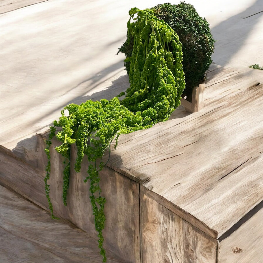 Kookedama muschio verde scuro con Amaranthus caudatum stabilizzato