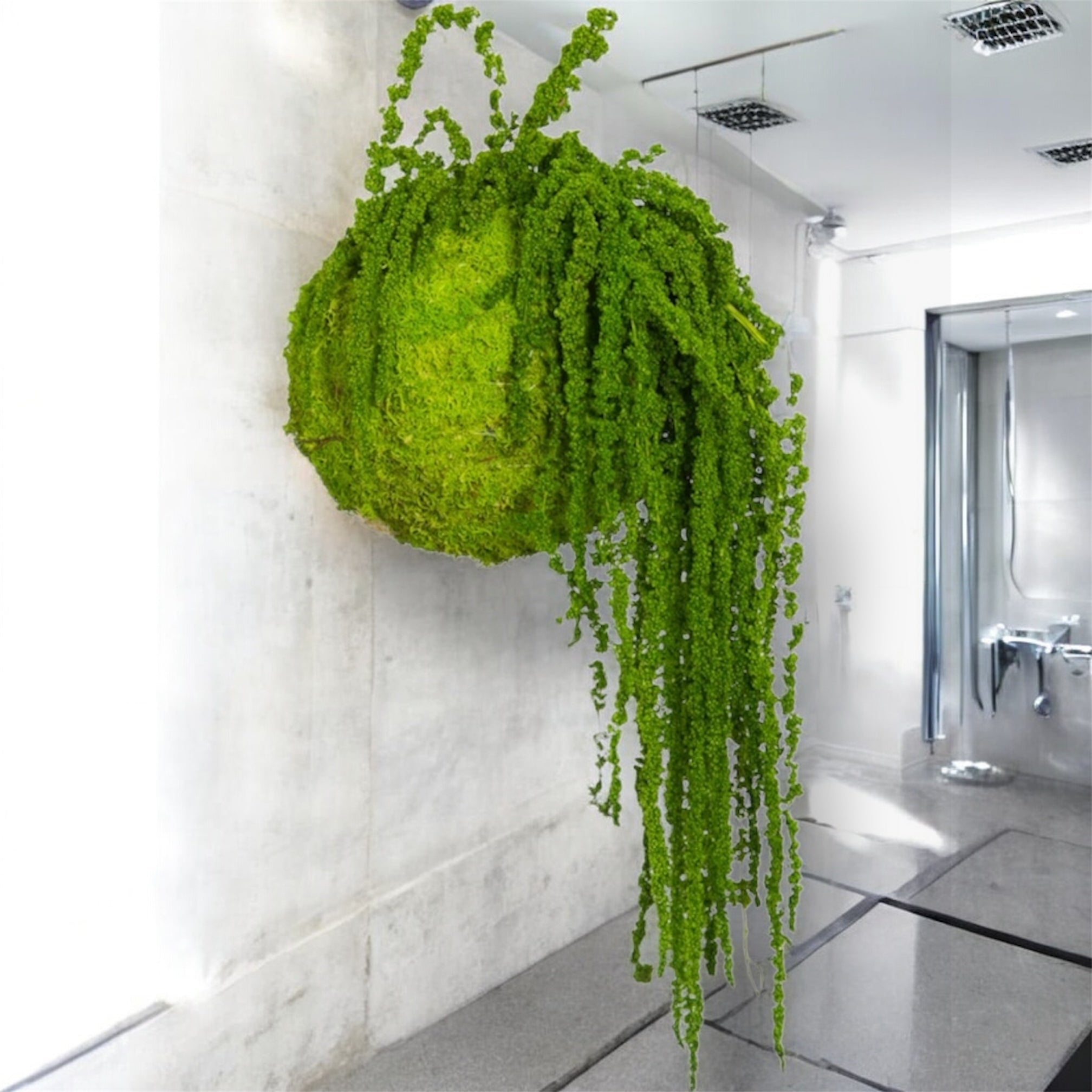 Kookedama muschio verde mela con Amaranthus caudatum stabilizzato