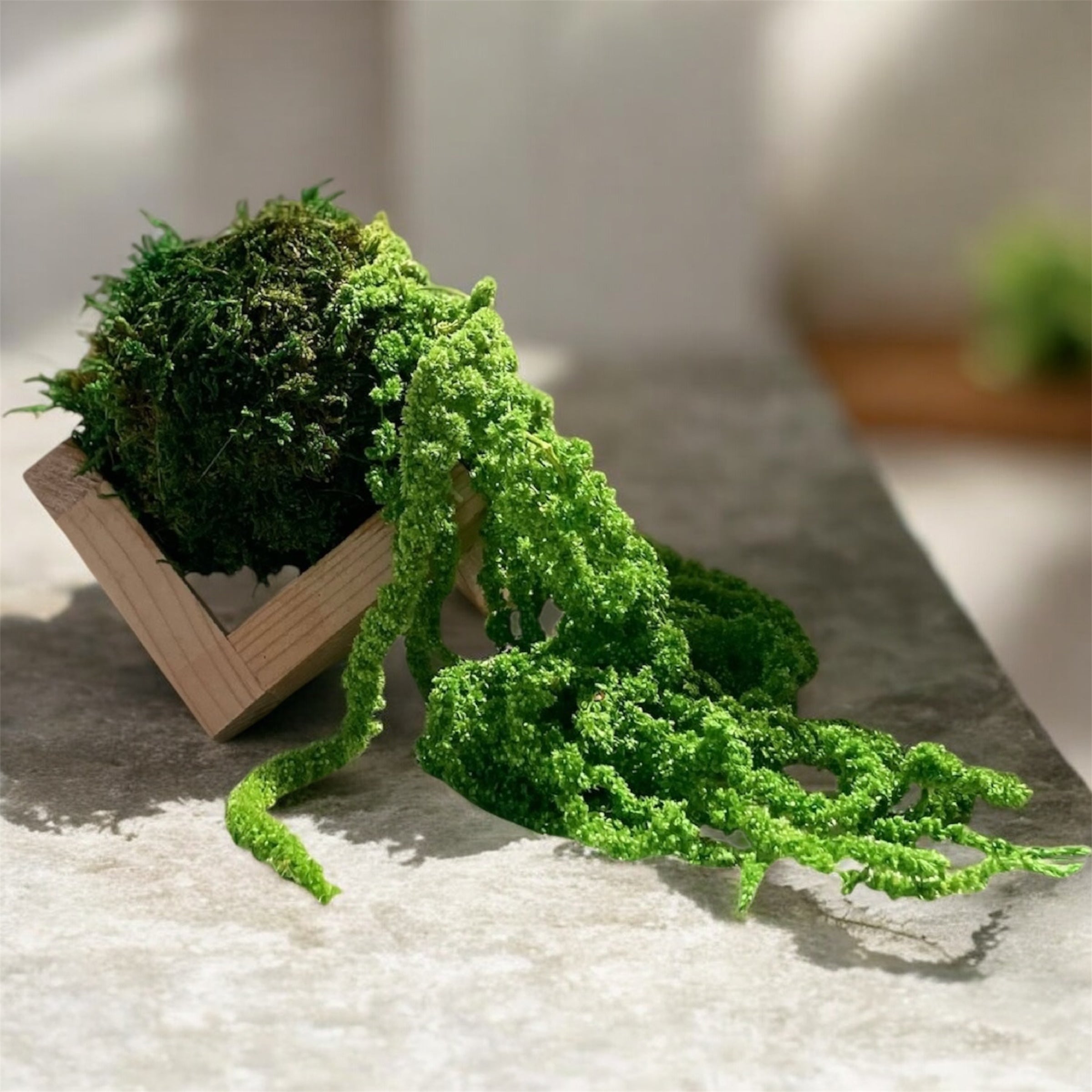 Kookedama muschio verde scuro con Amaranthus caudatum stabilizzato