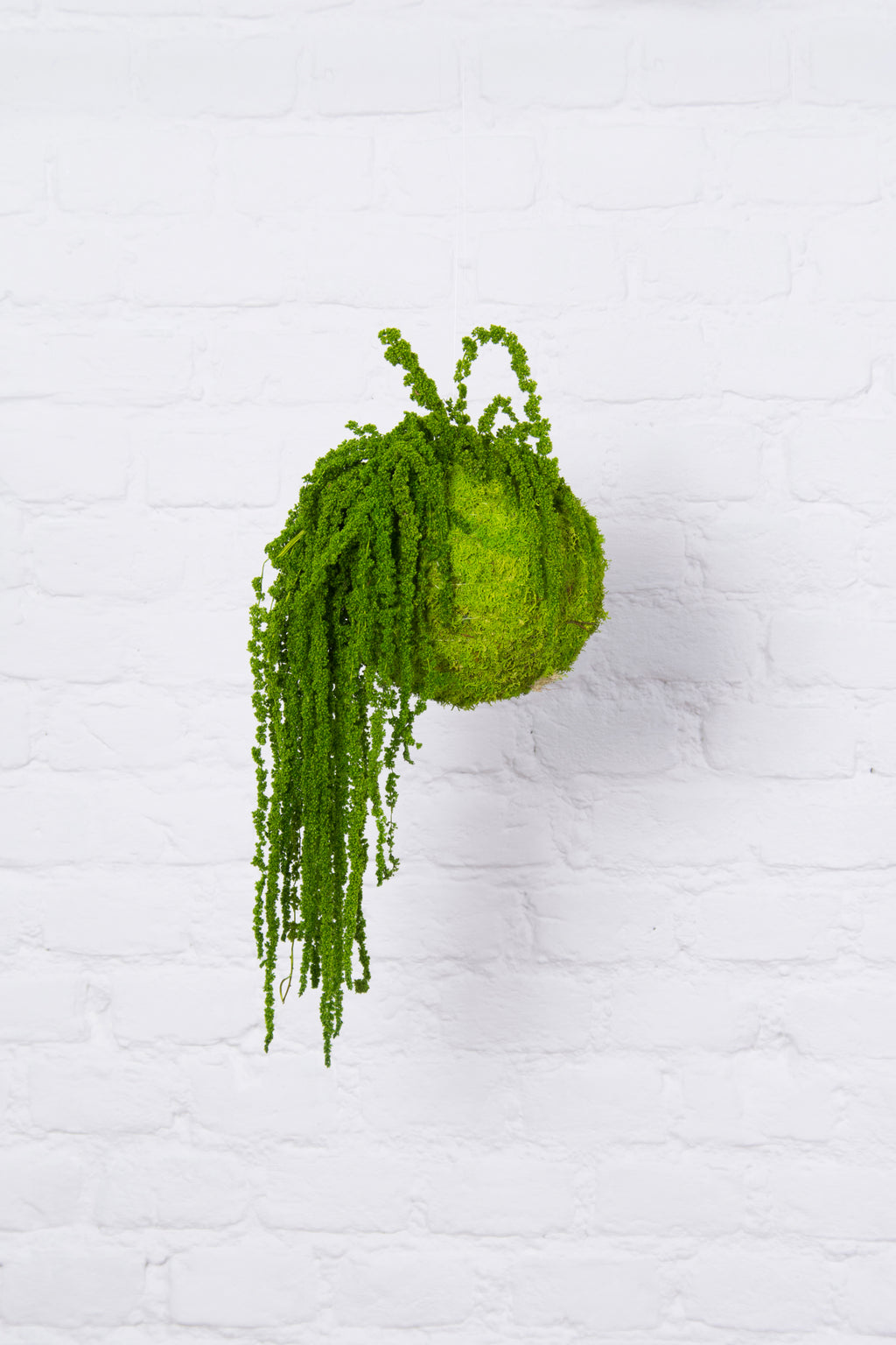 Kookedama muschio verde mela con Amaranthus caudatum stabilizzato