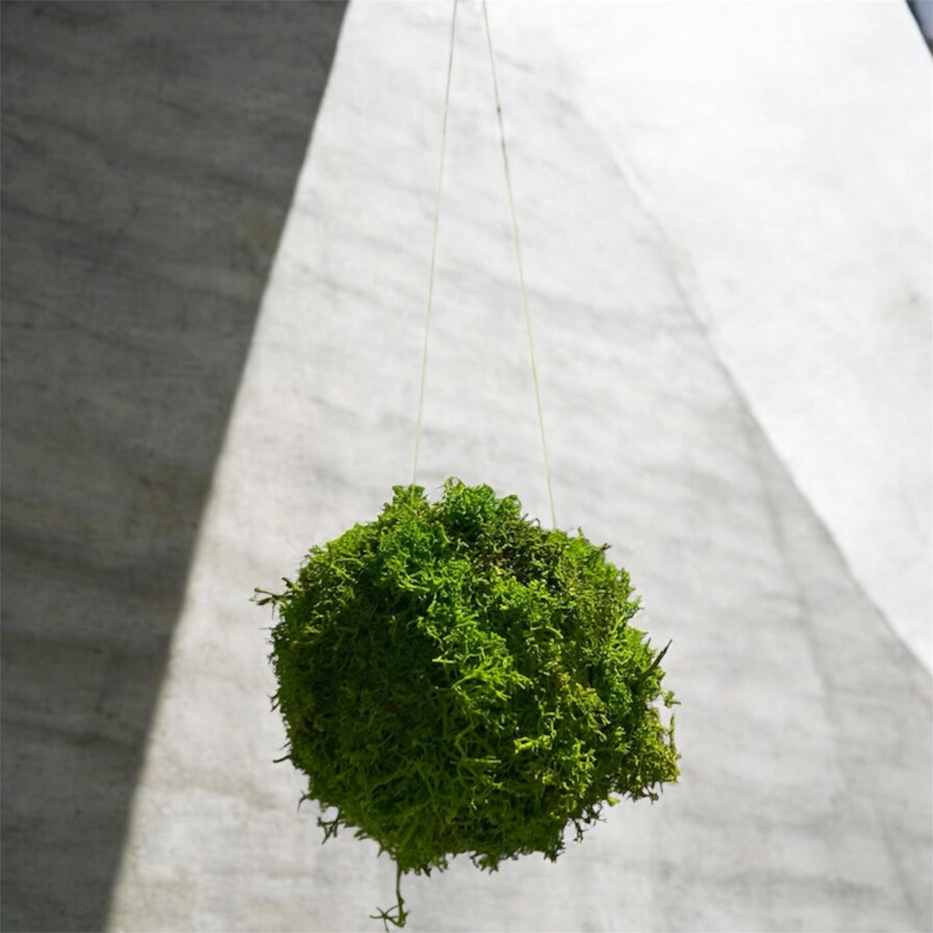 Kookedama muschio verde mela