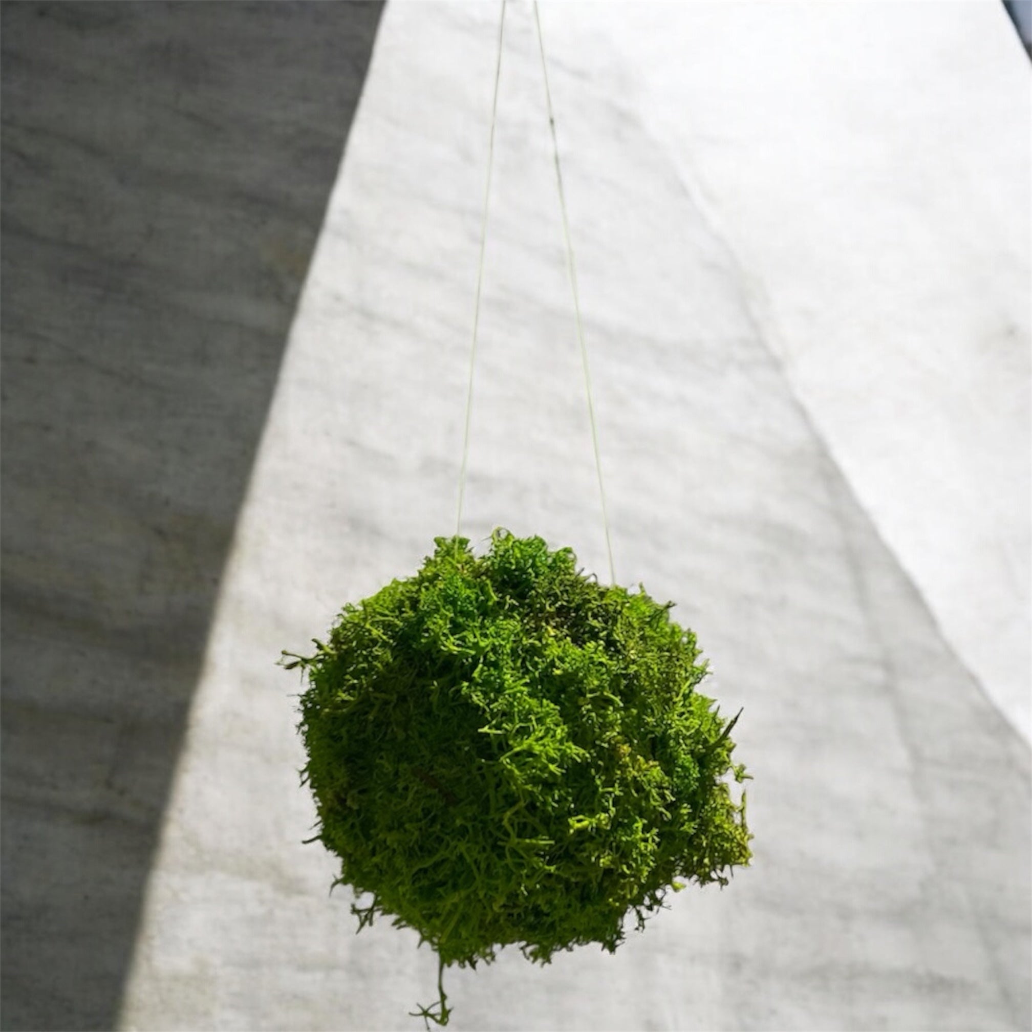 Kookedama muschio verde mela