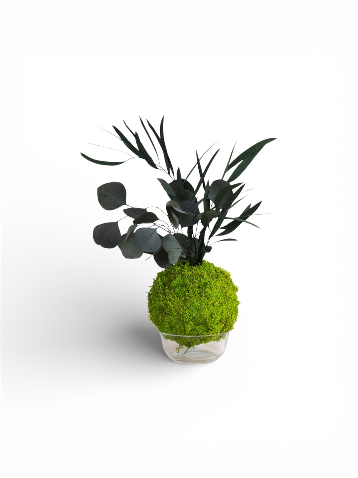 Kookedama muschio verde mela con Amaranthus caudatum stabilizzato