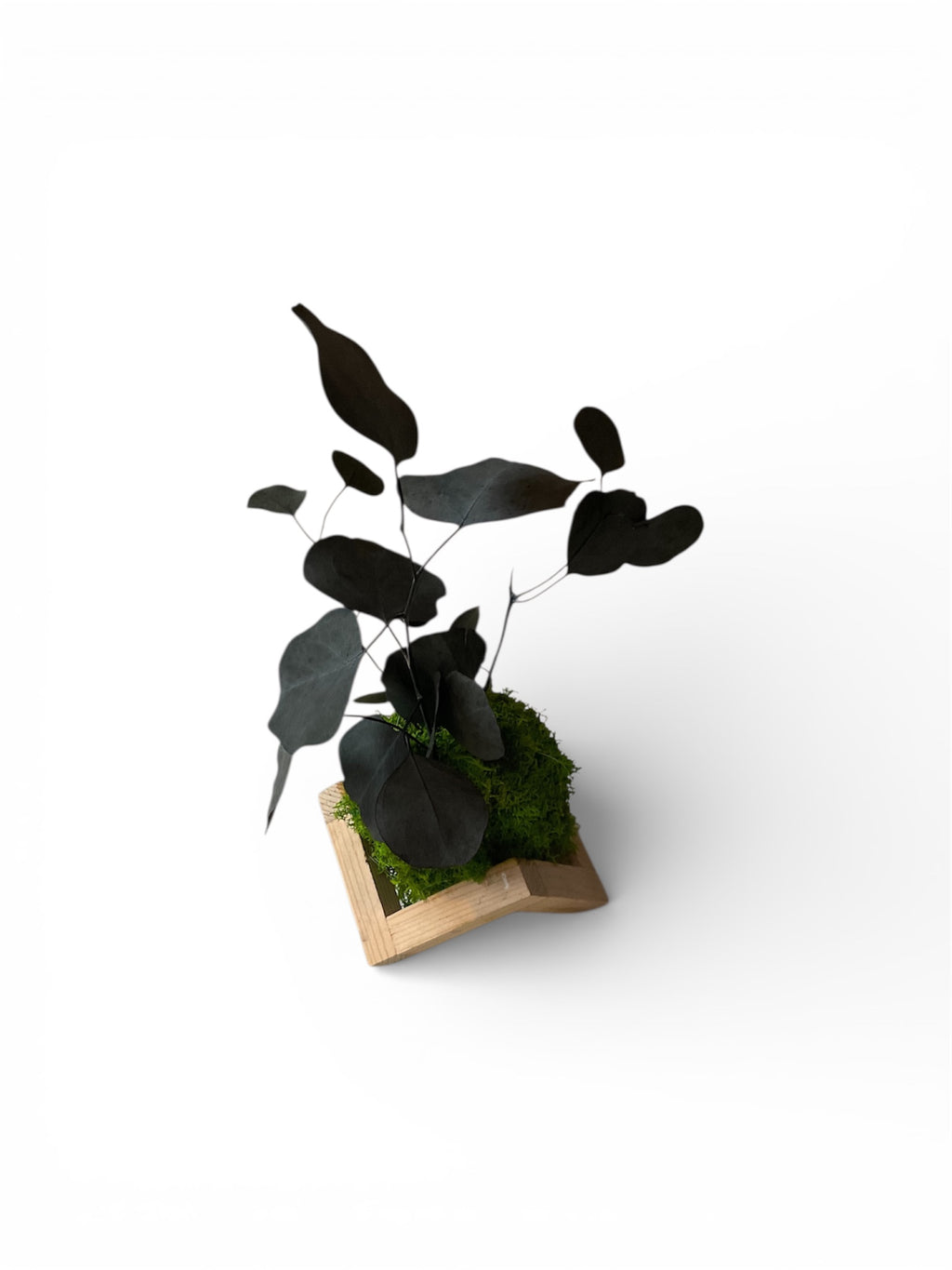 Kookedama muschio verde scuro con Eucalyptus cinerea stabilizzato