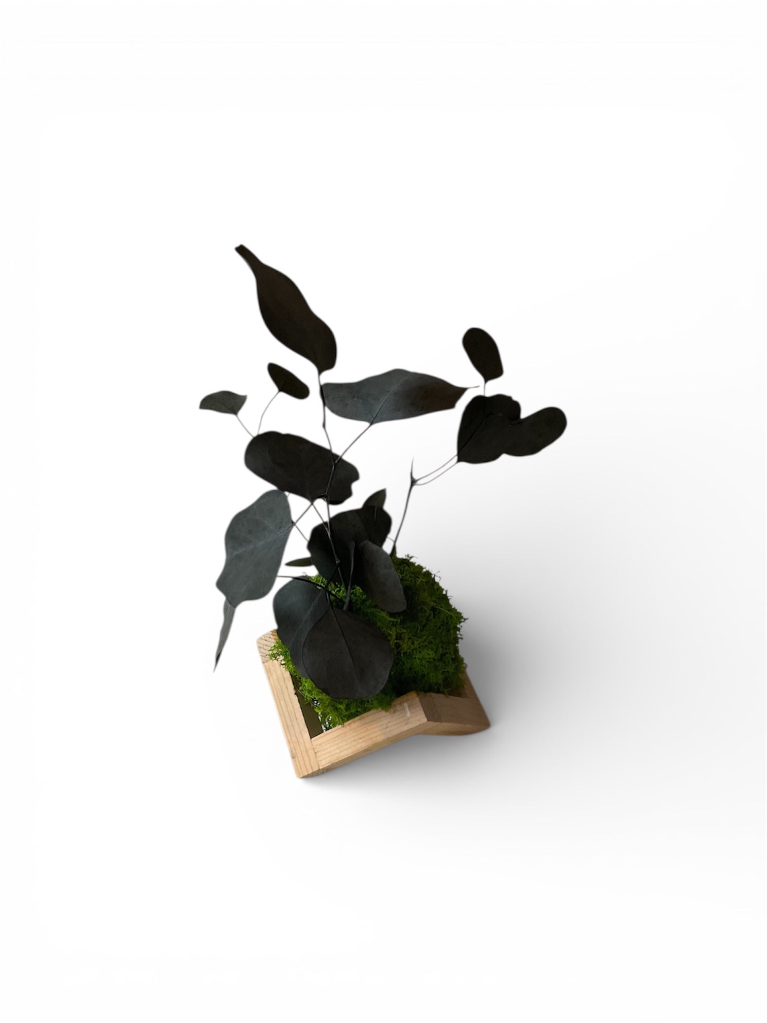 Kookedama muschio verde scuro con Eucalyptus cinerea stabilizzato