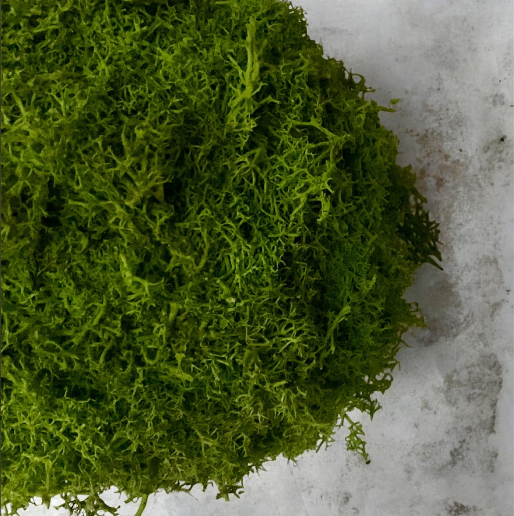 Kookedama muschio verde scuro