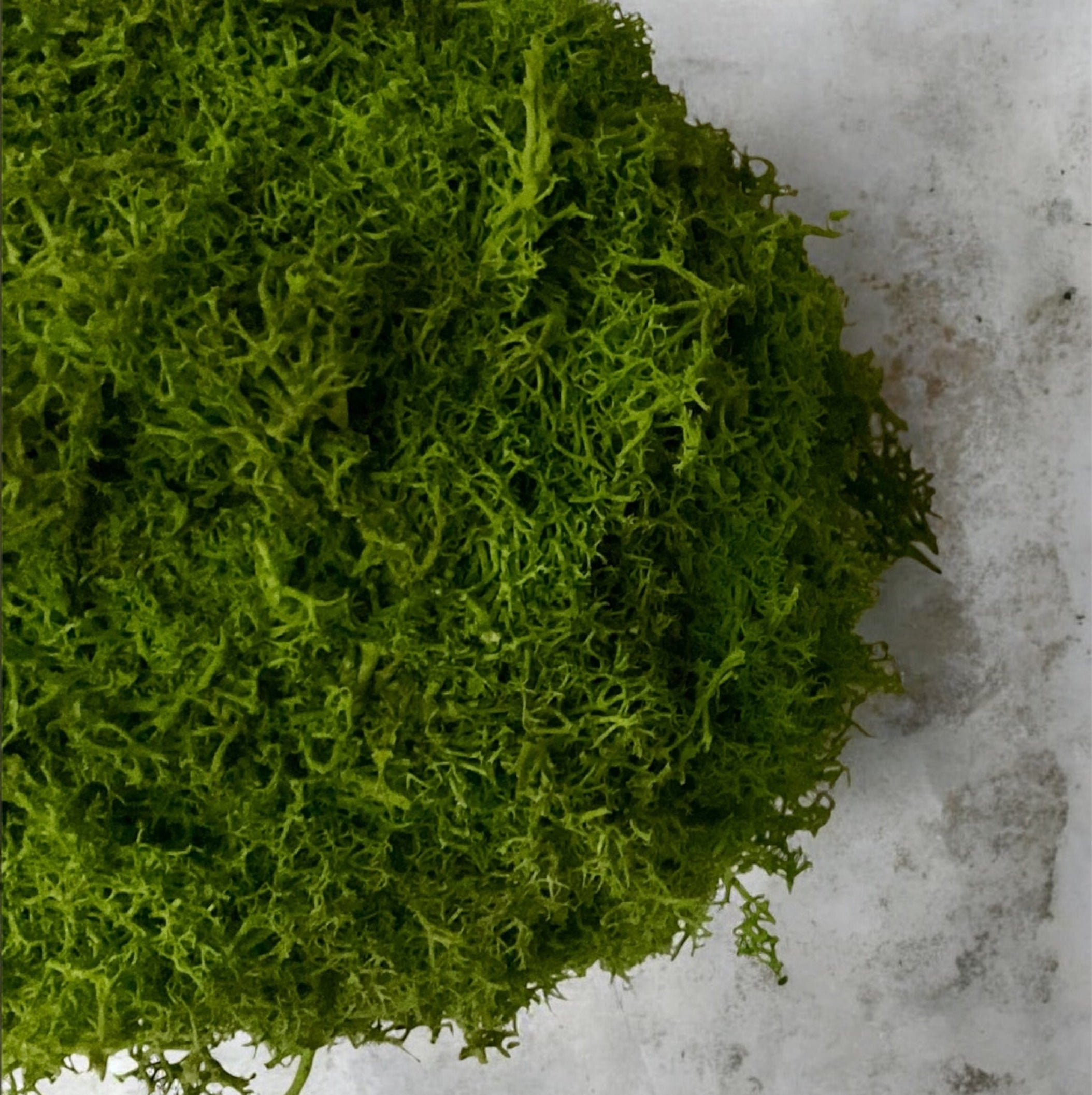 Kookedama muschio verde scuro