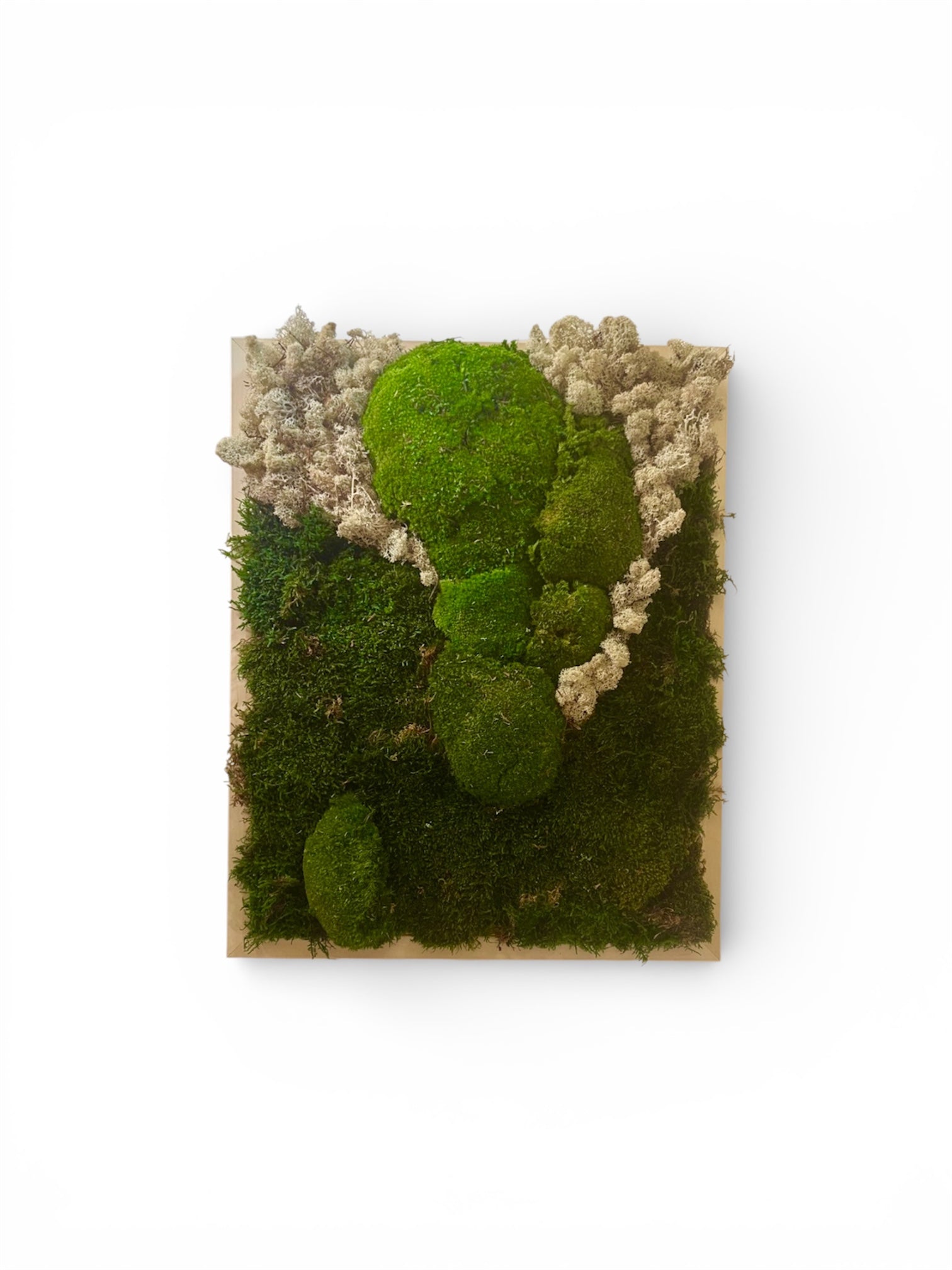 Quadro di verde e piante stabilizzate